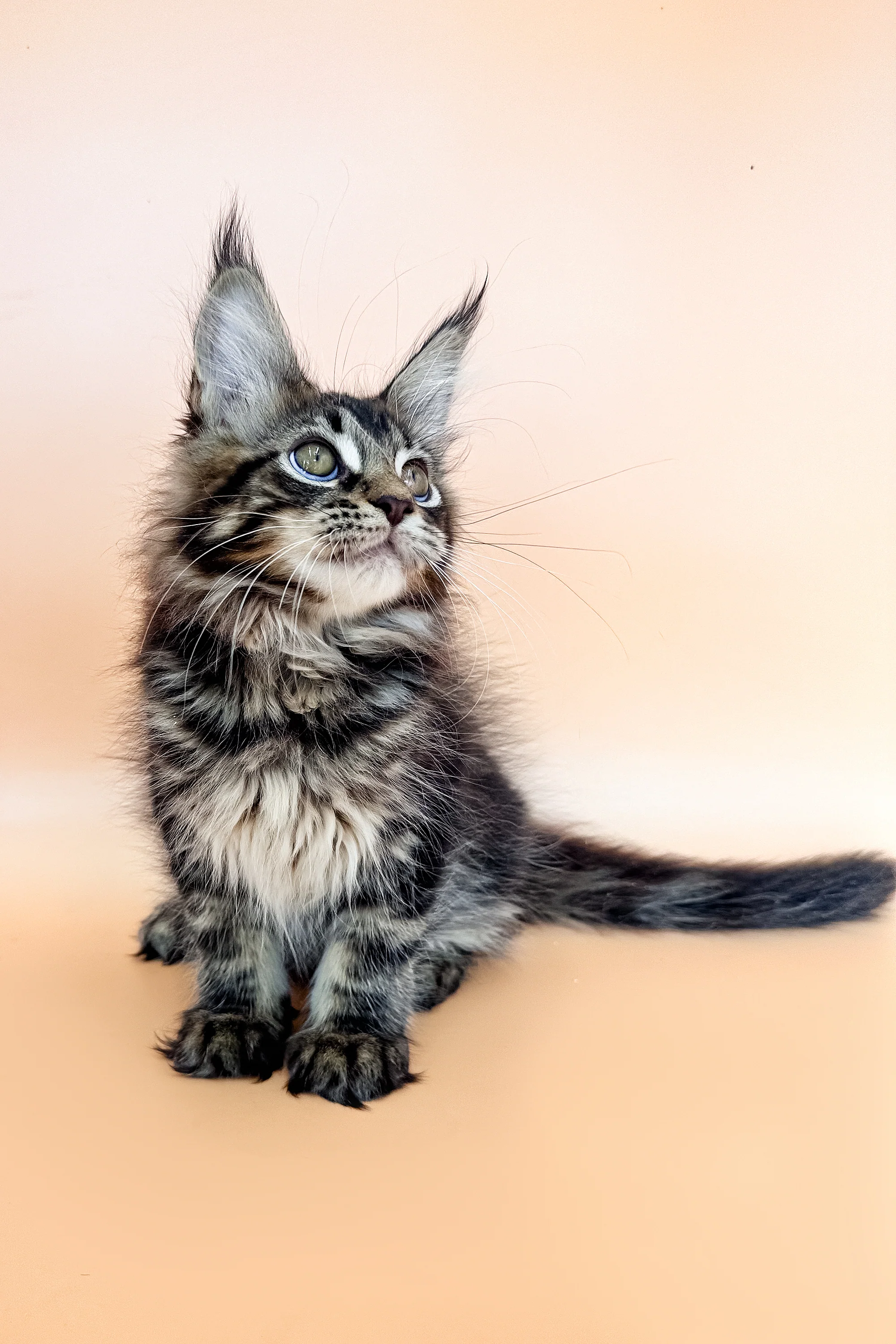 Raya | Maine Coon Kitten - Image 5
