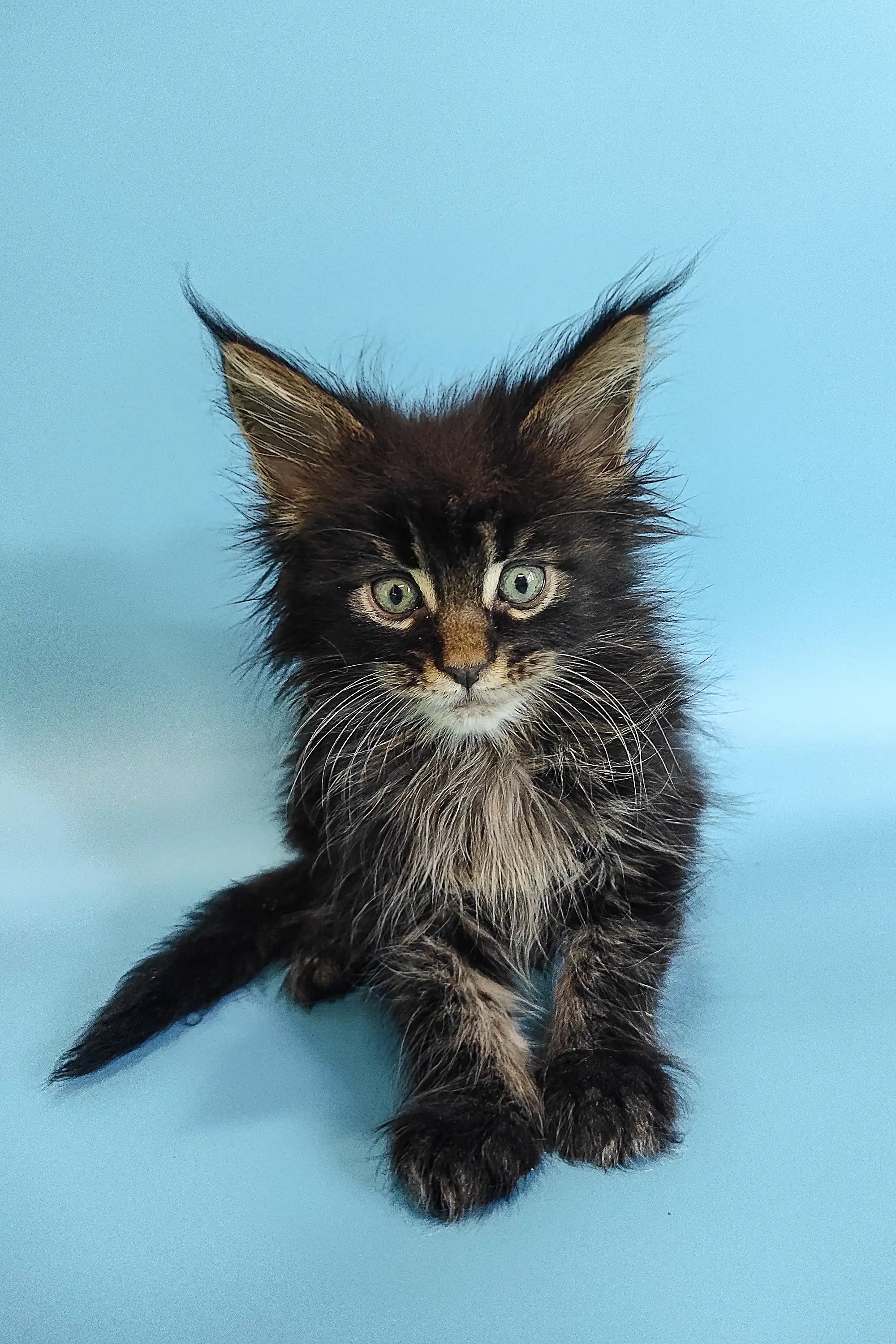 Rayan | Maine Coon Kitten - Image 2