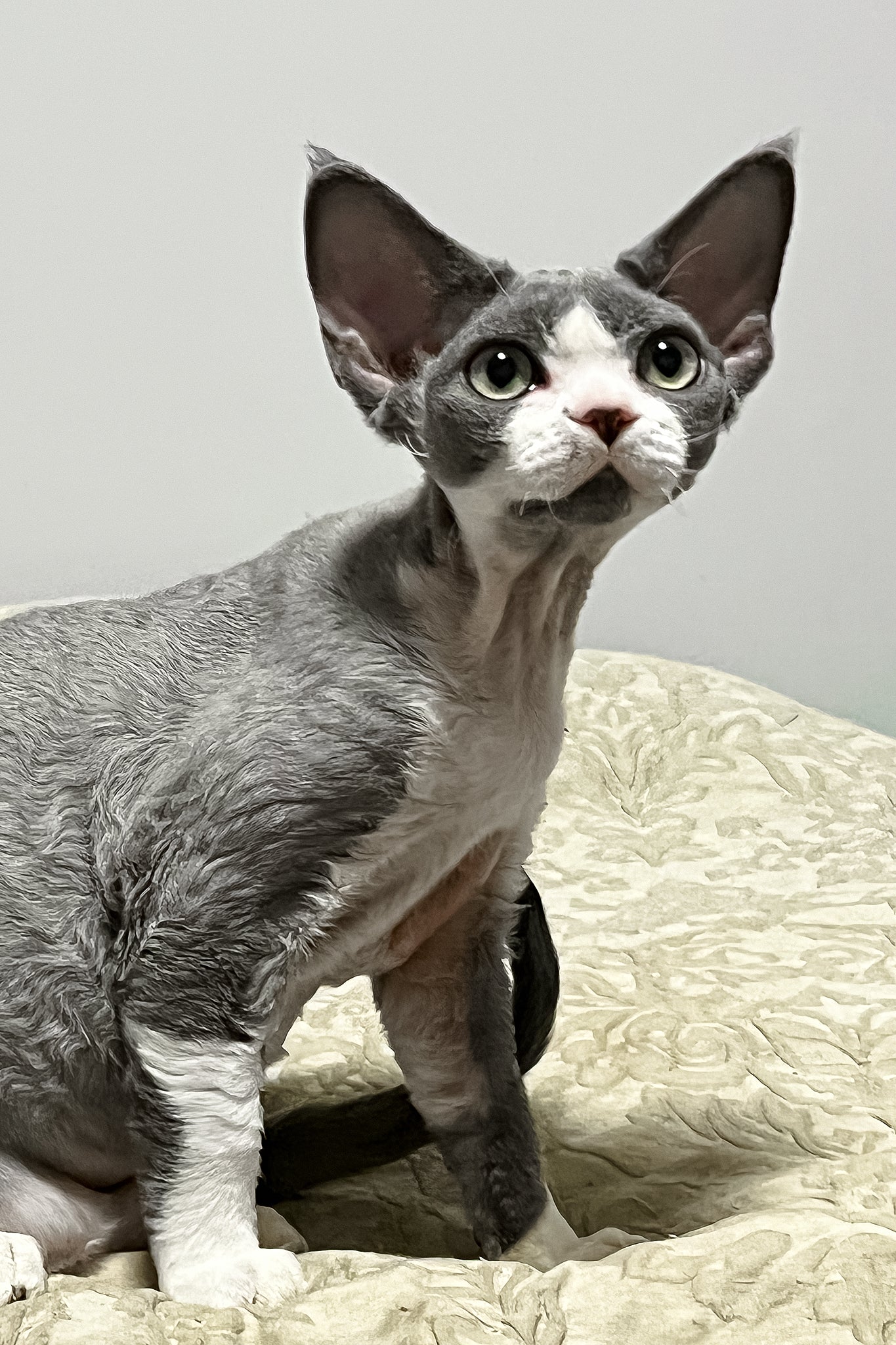 Rebecca | Devon Rex Kitten - Image 3