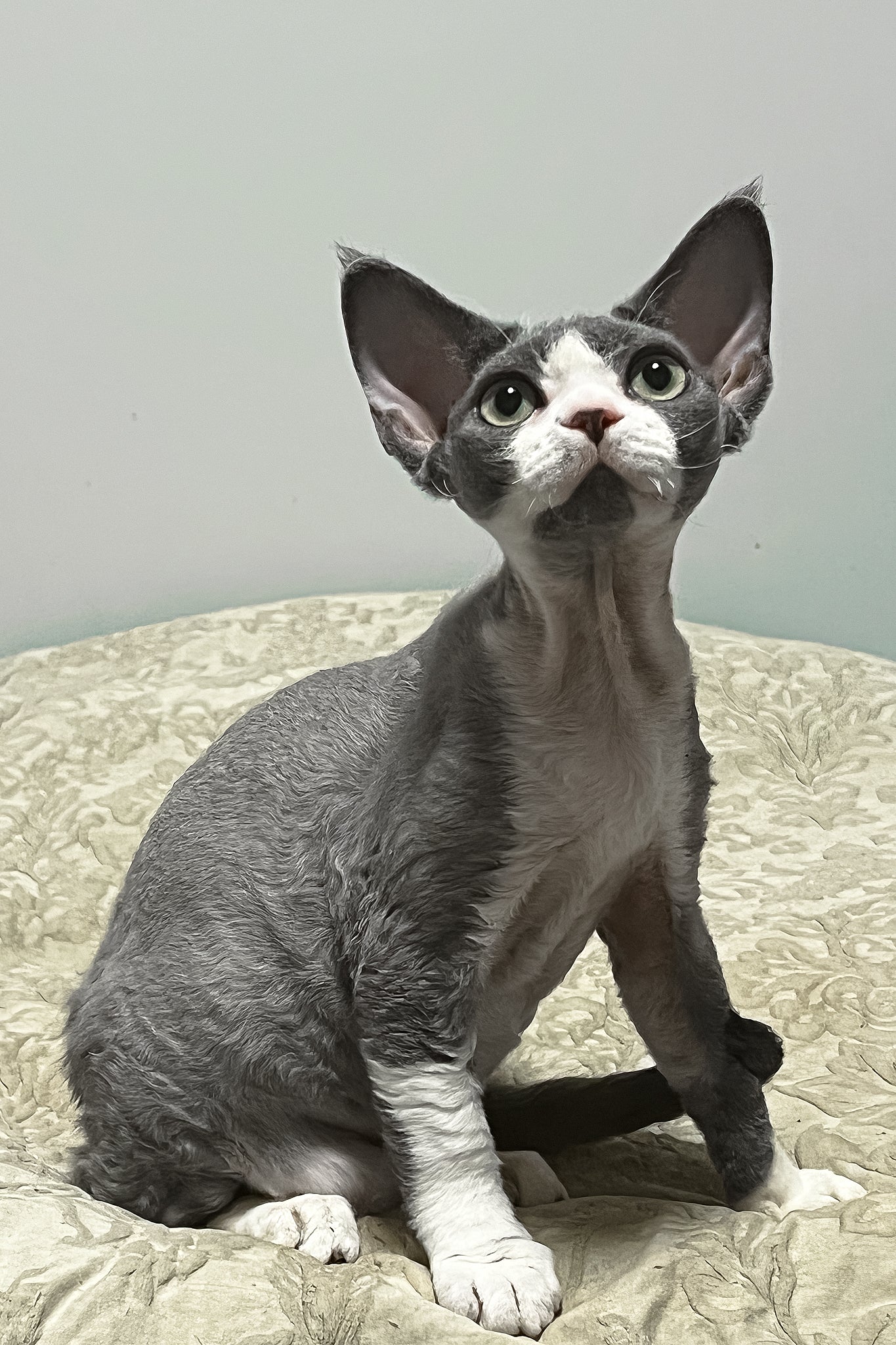 Rebecca | Devon Rex Kitten - Image 4