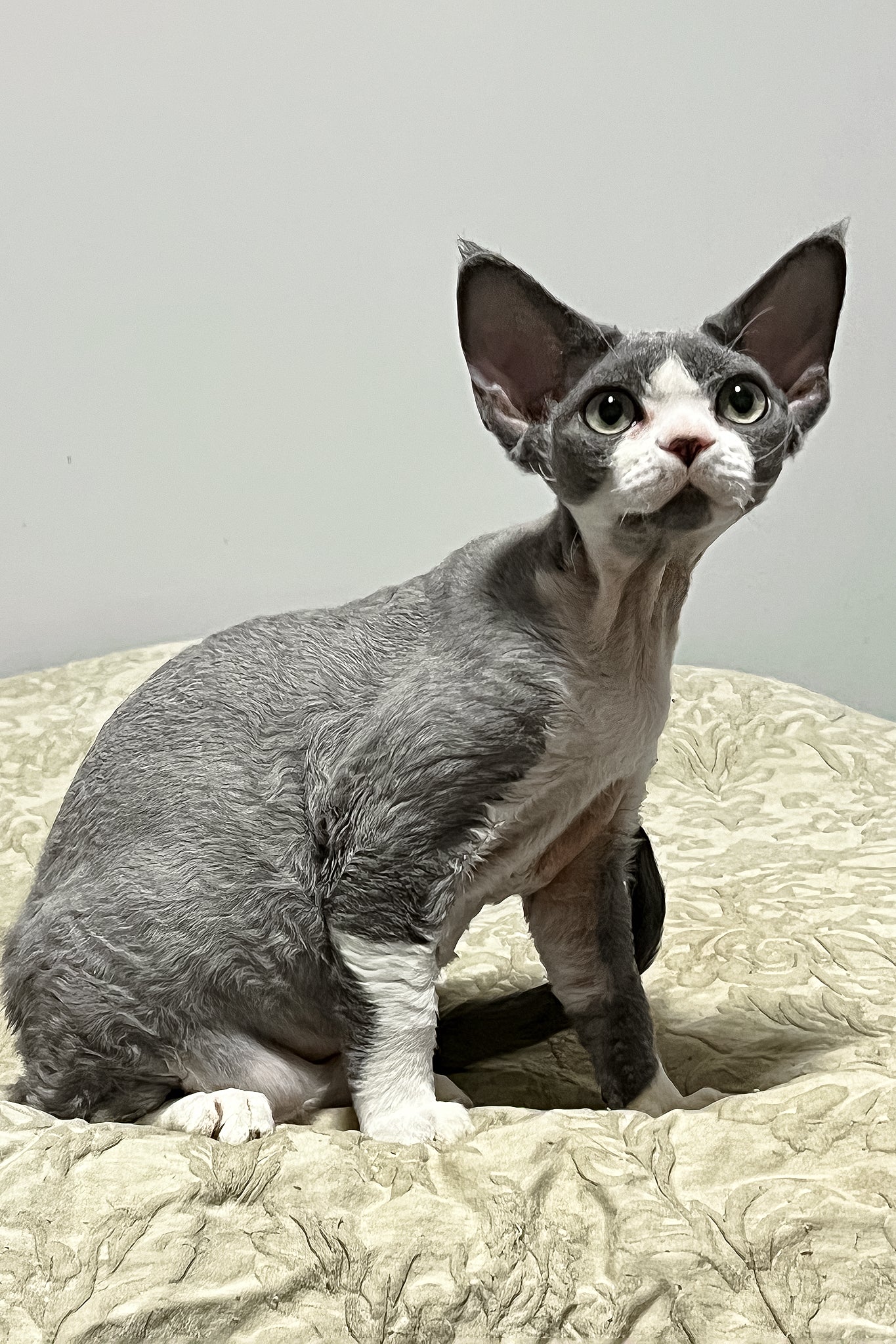Rebecca | Devon Rex Kitten - Image 5