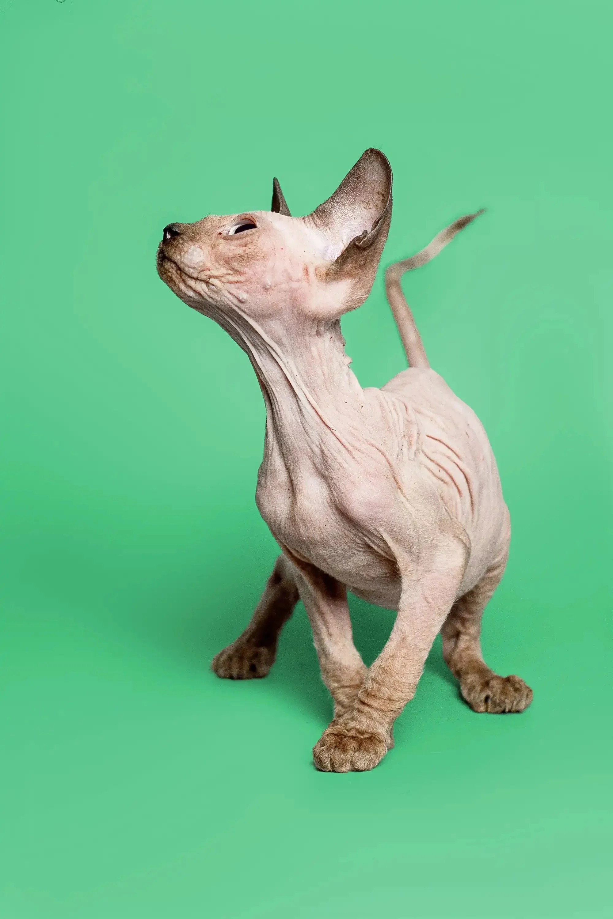 Reese | Sphynx Kitten - Image 10