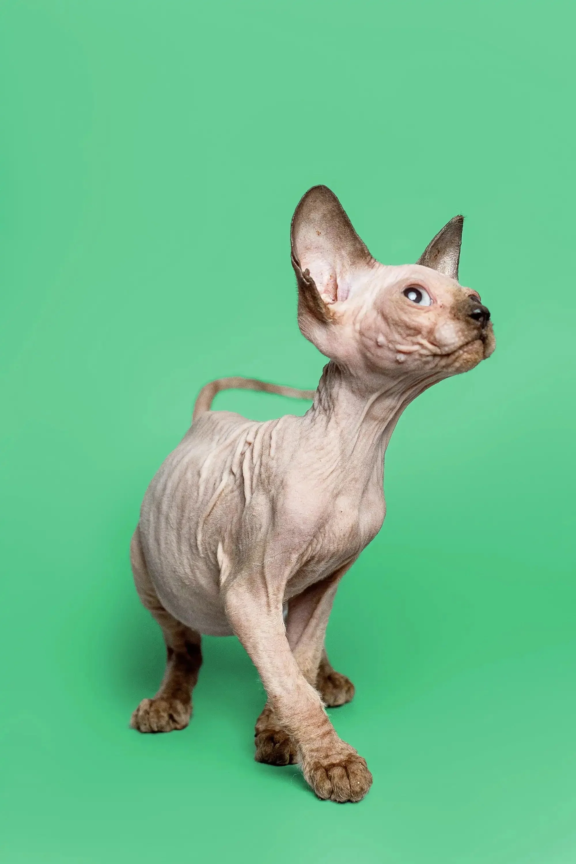 Reese | Sphynx Kitten - Image 11
