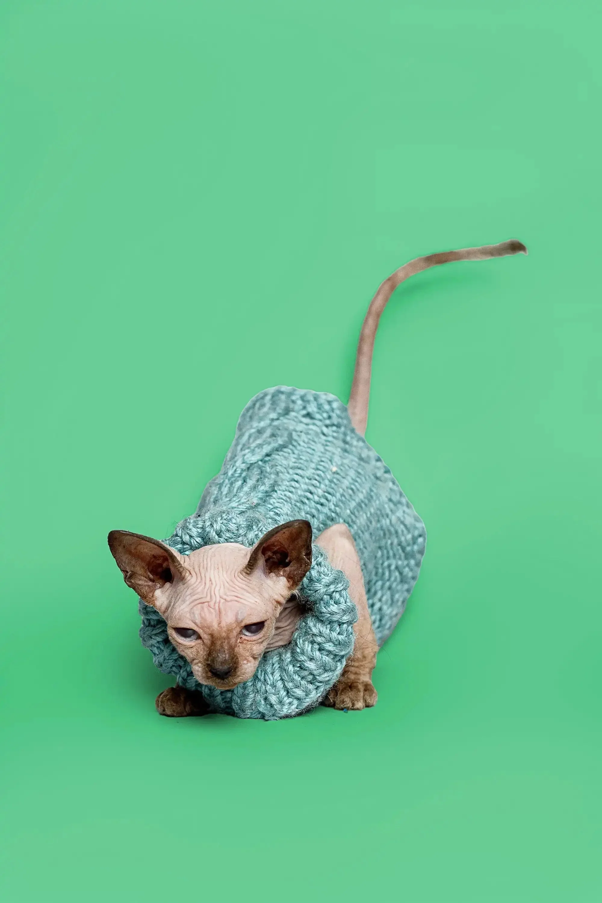 Reese | Sphynx Kitten - Image 6