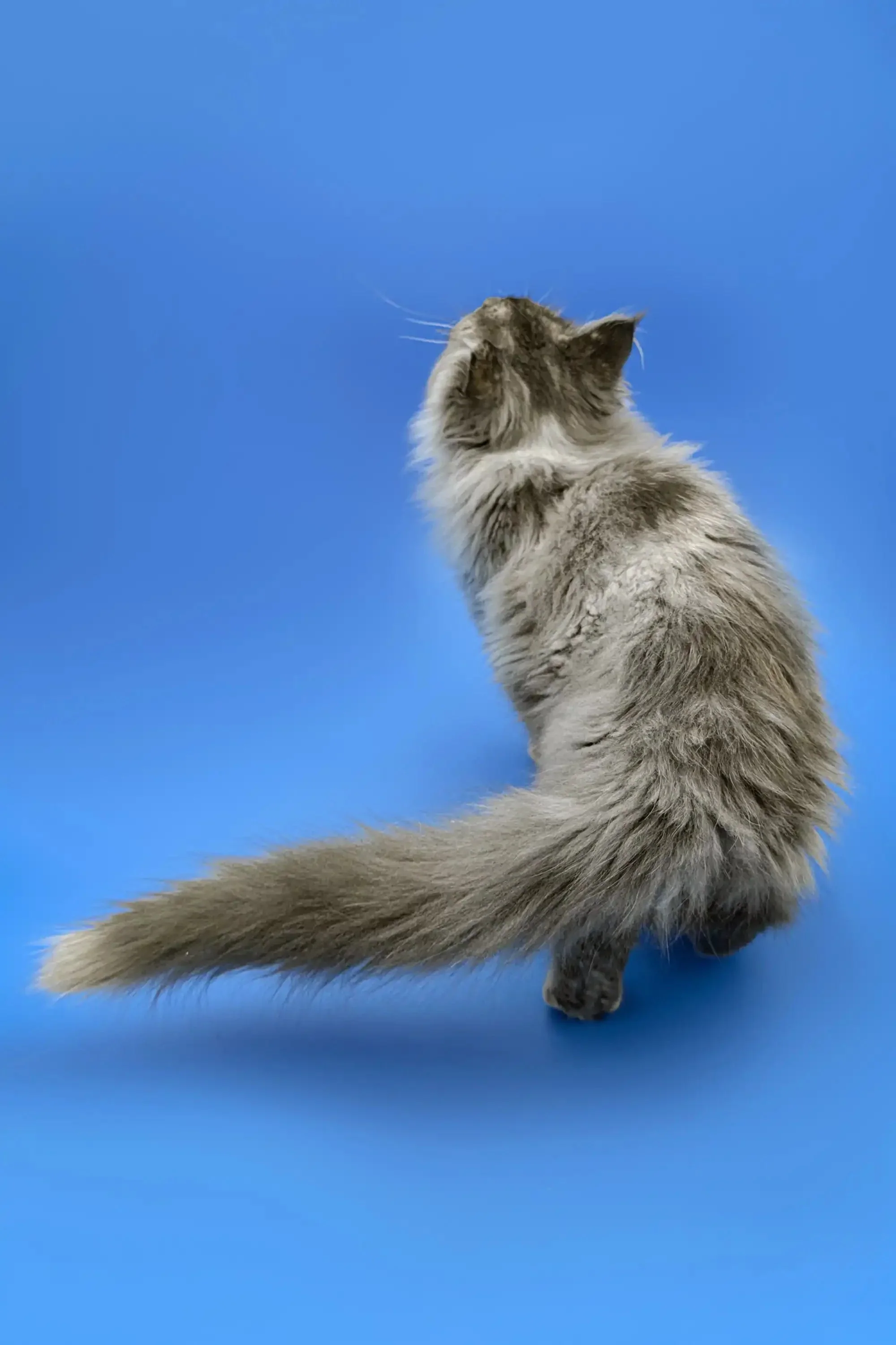 Regina | Maine Coon Kitten - Image 2