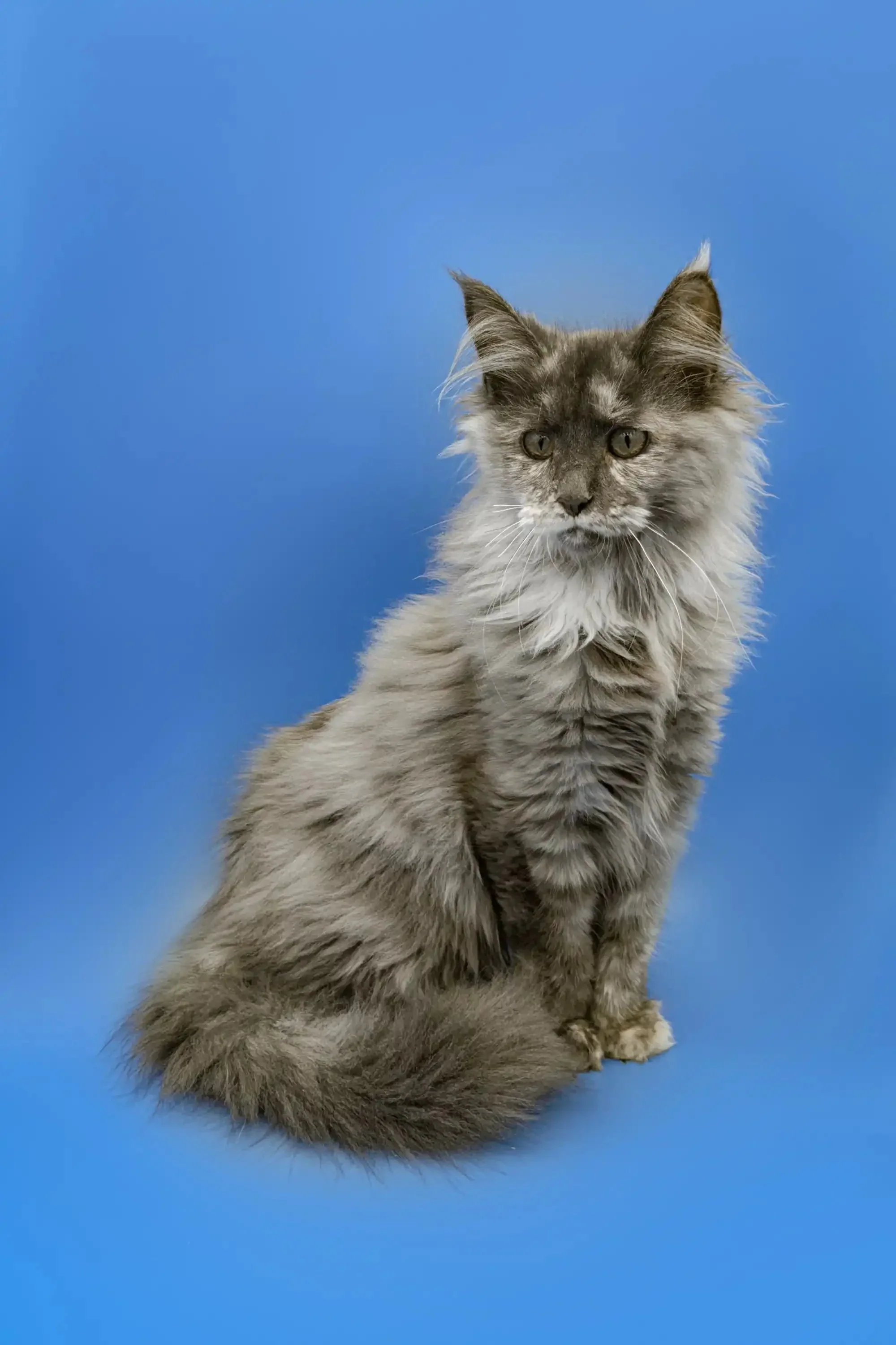 Regina | Maine Coon Kitten - Image 3