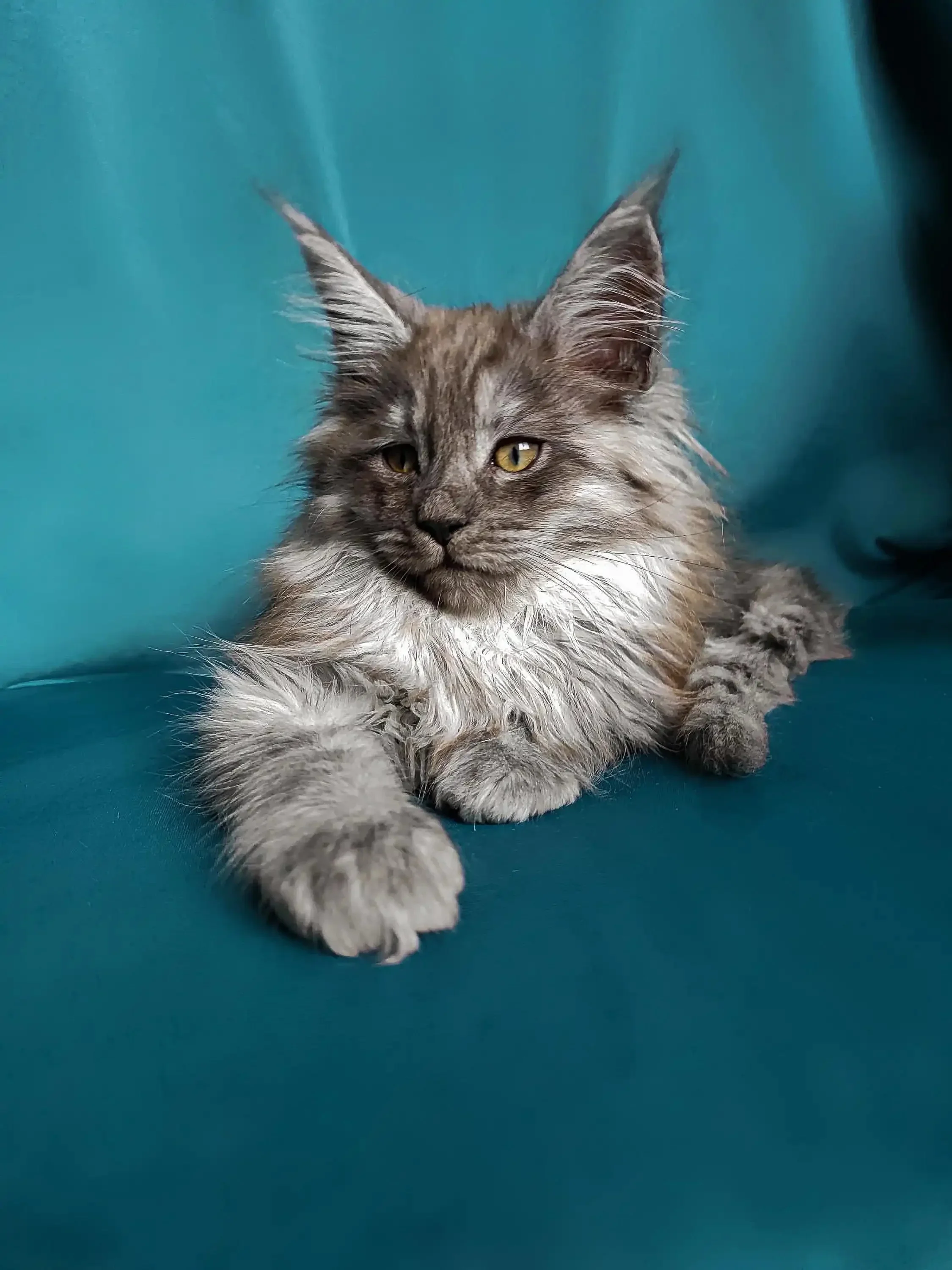 Rex| Maine Coon Kitten - Image 2