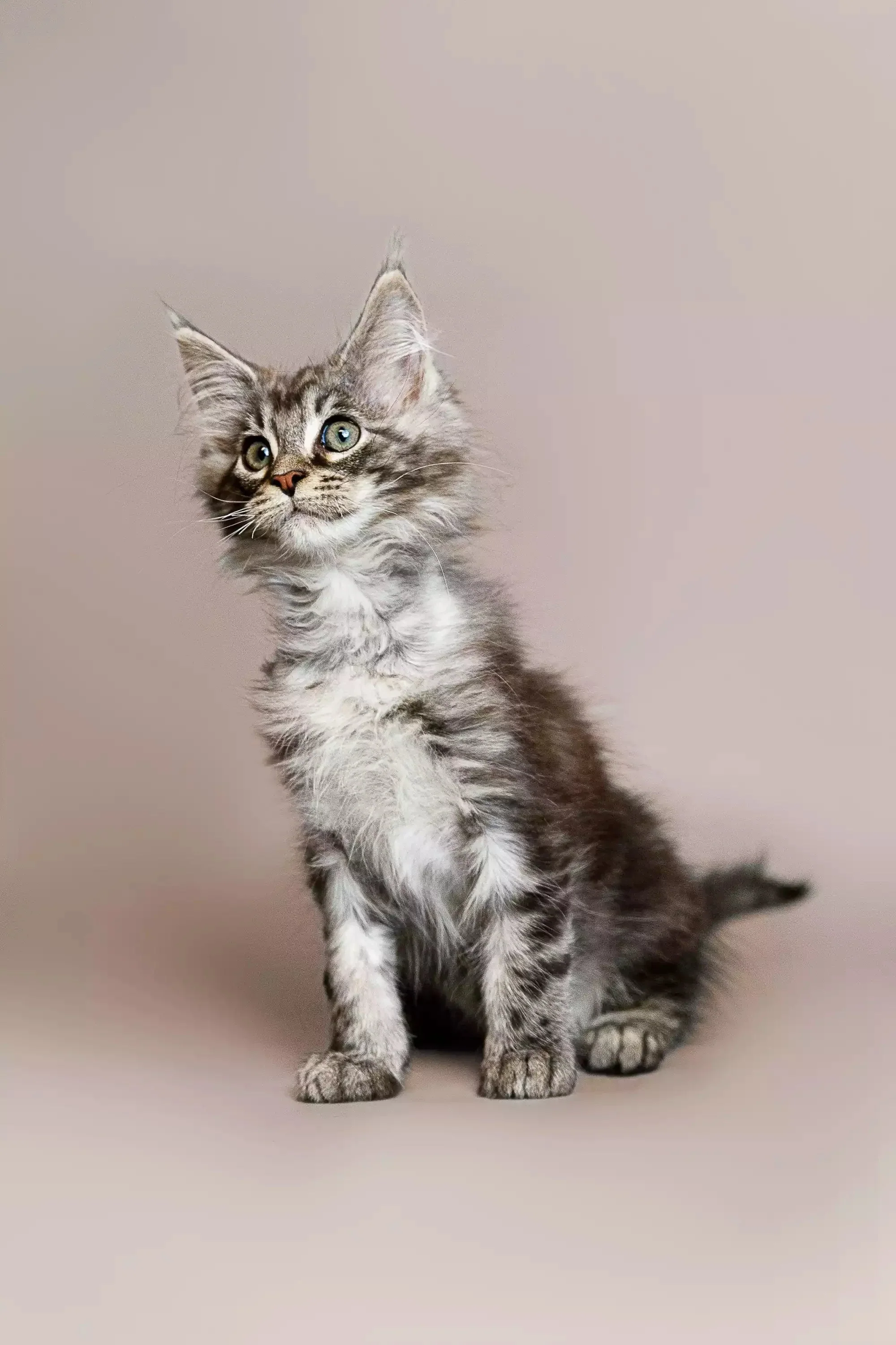 Ricardo | Maine Coon Kitten - Image 10