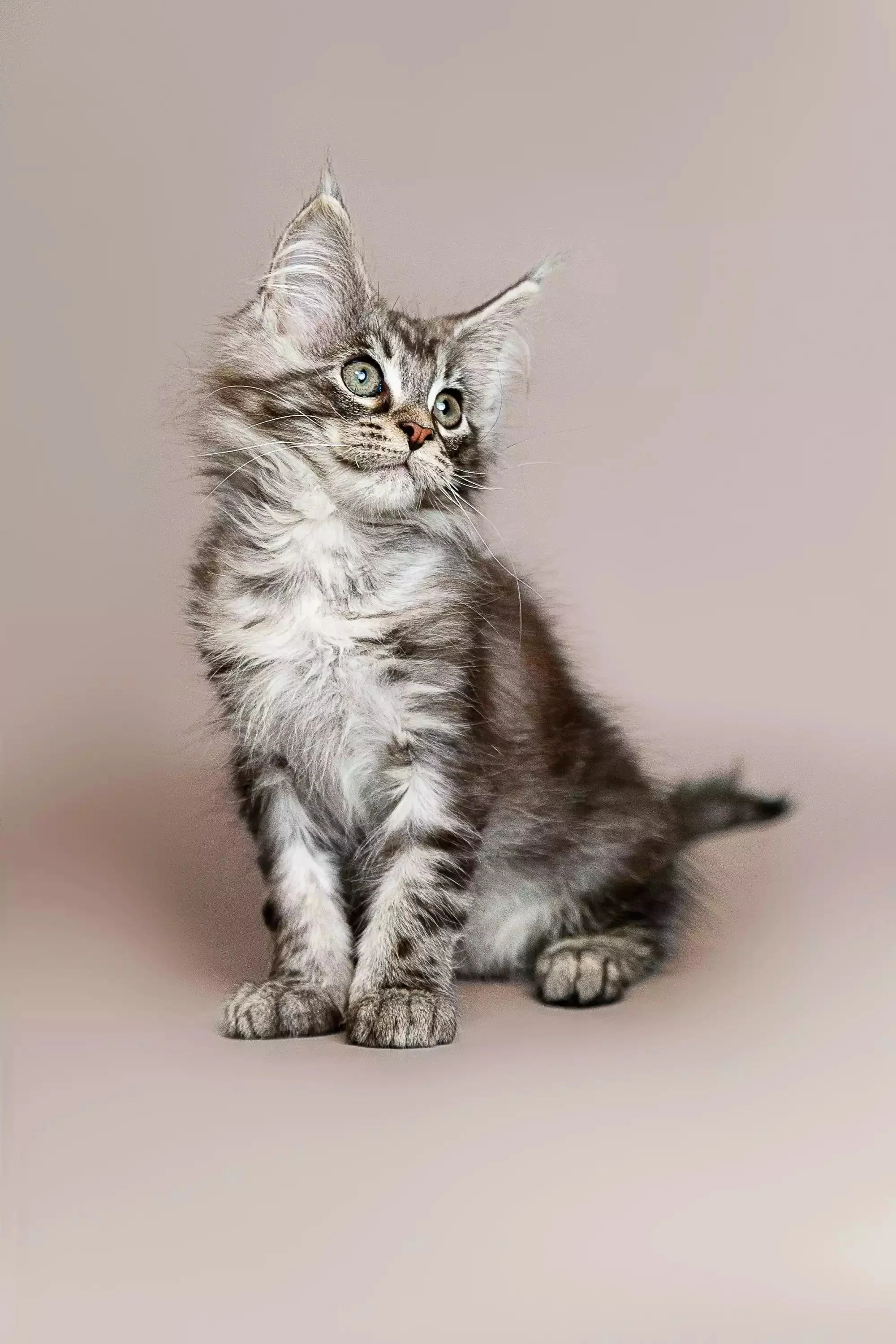 Ricardo | Maine Coon Kitten - Image 11