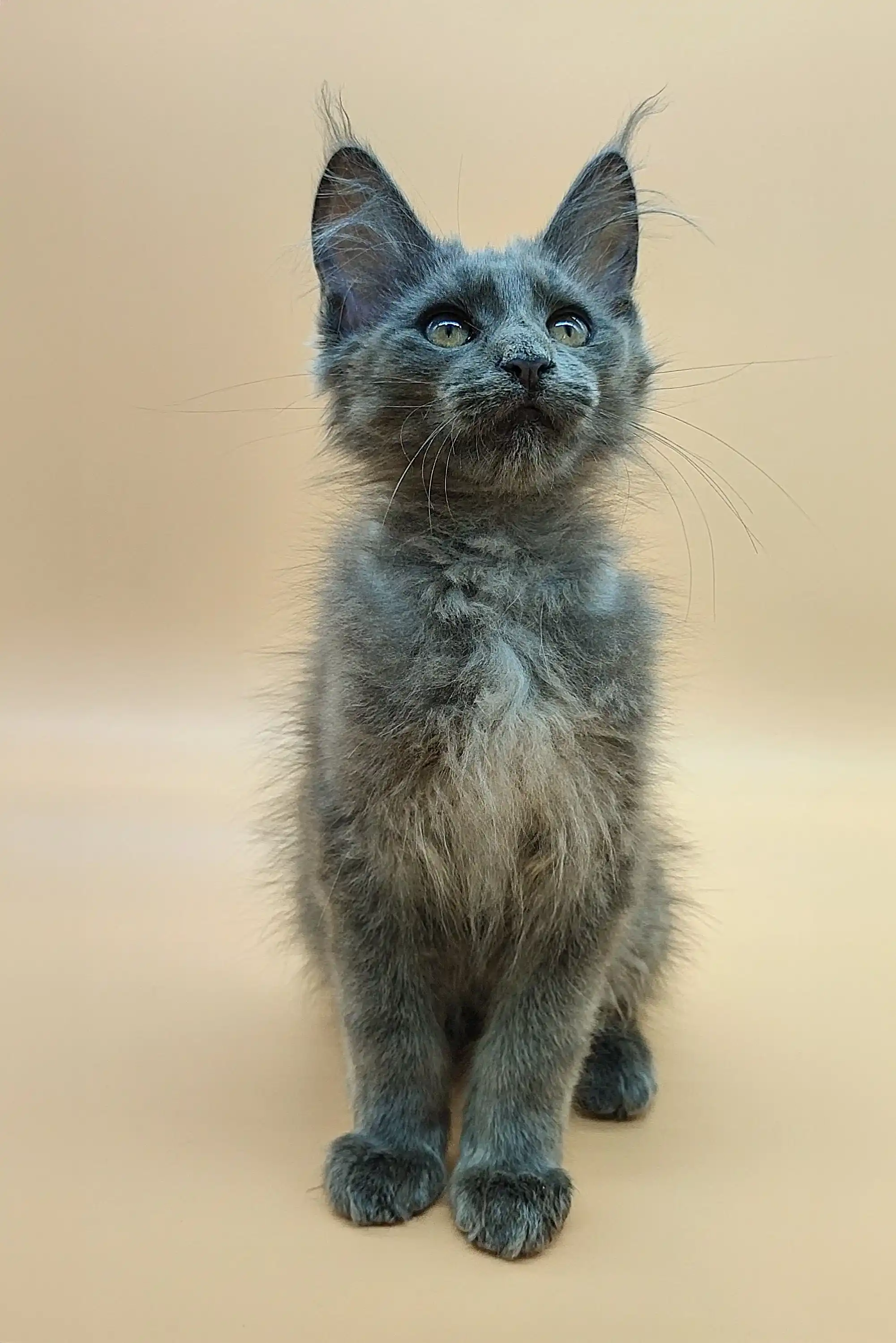 Rich | Maine Coon Kitten - Image 5