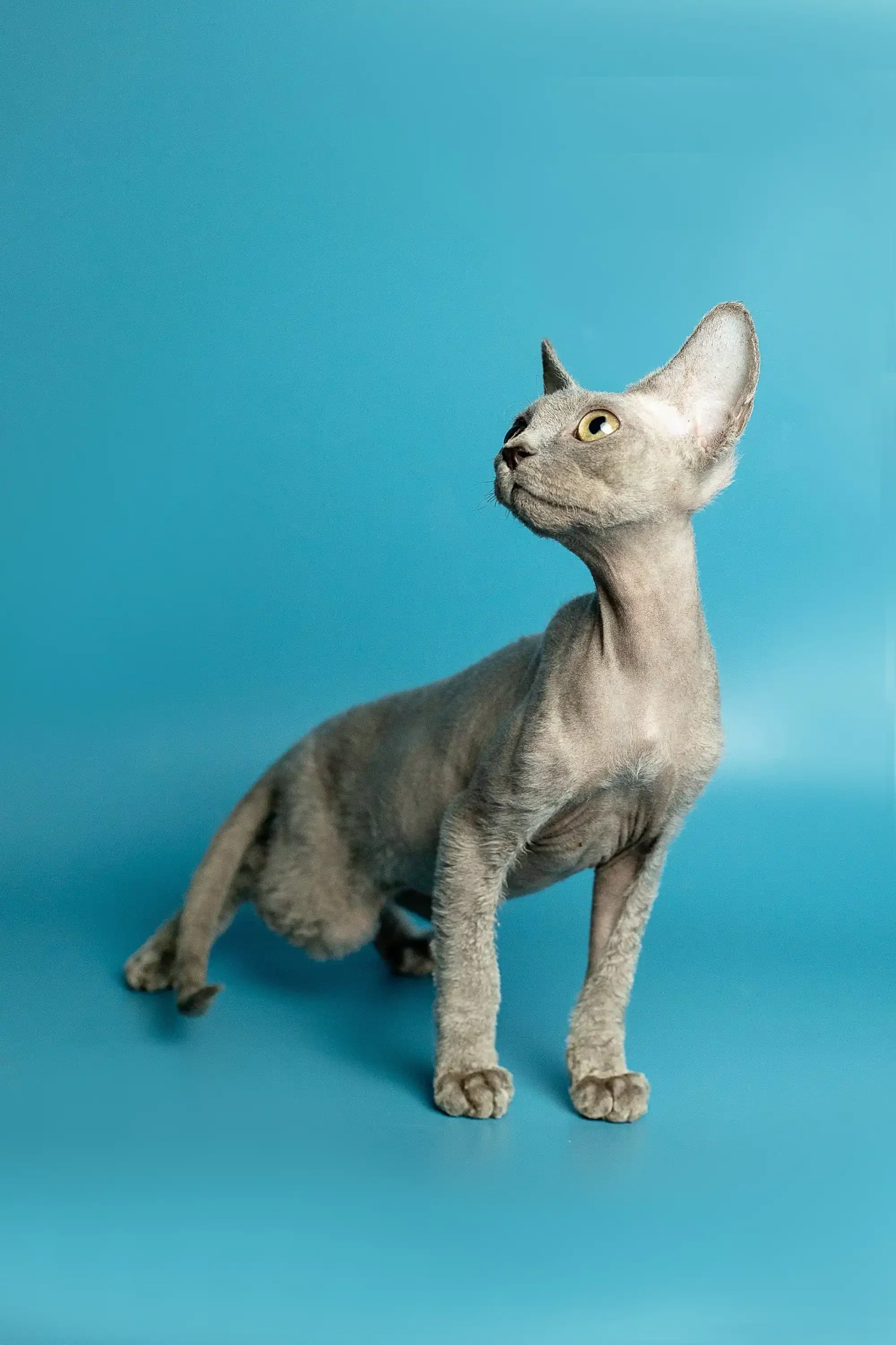 Richard | Devon Rex Kitten - Image 10