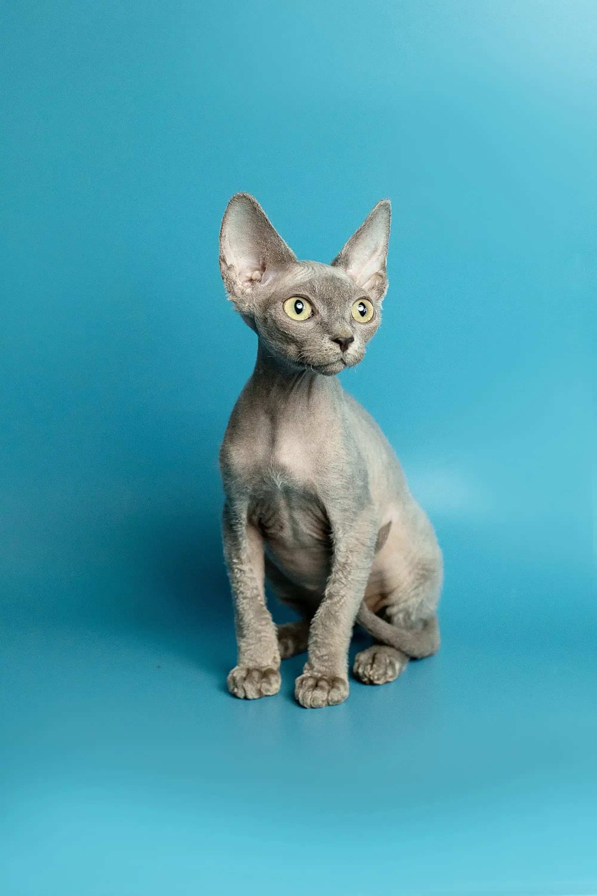 Richard | Devon Rex Kitten - Image 18