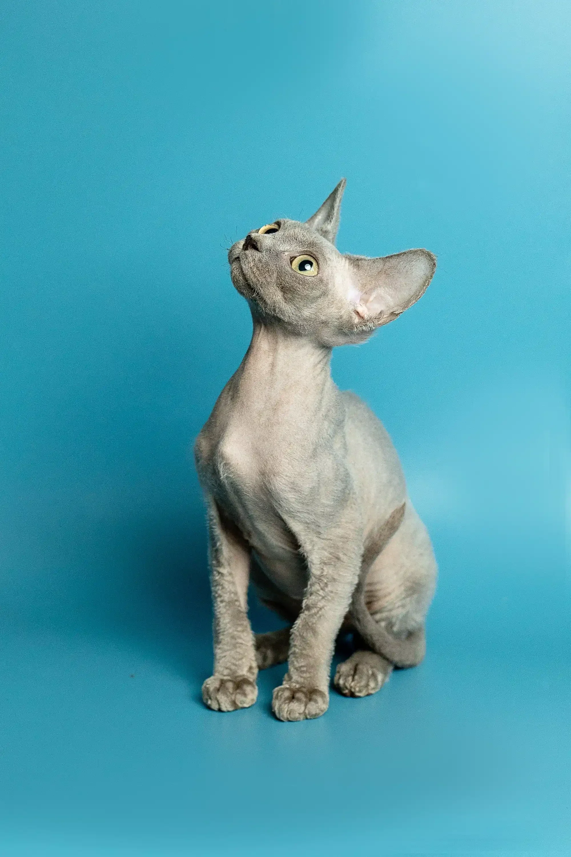 Richard | Devon Rex Kitten - Image 3