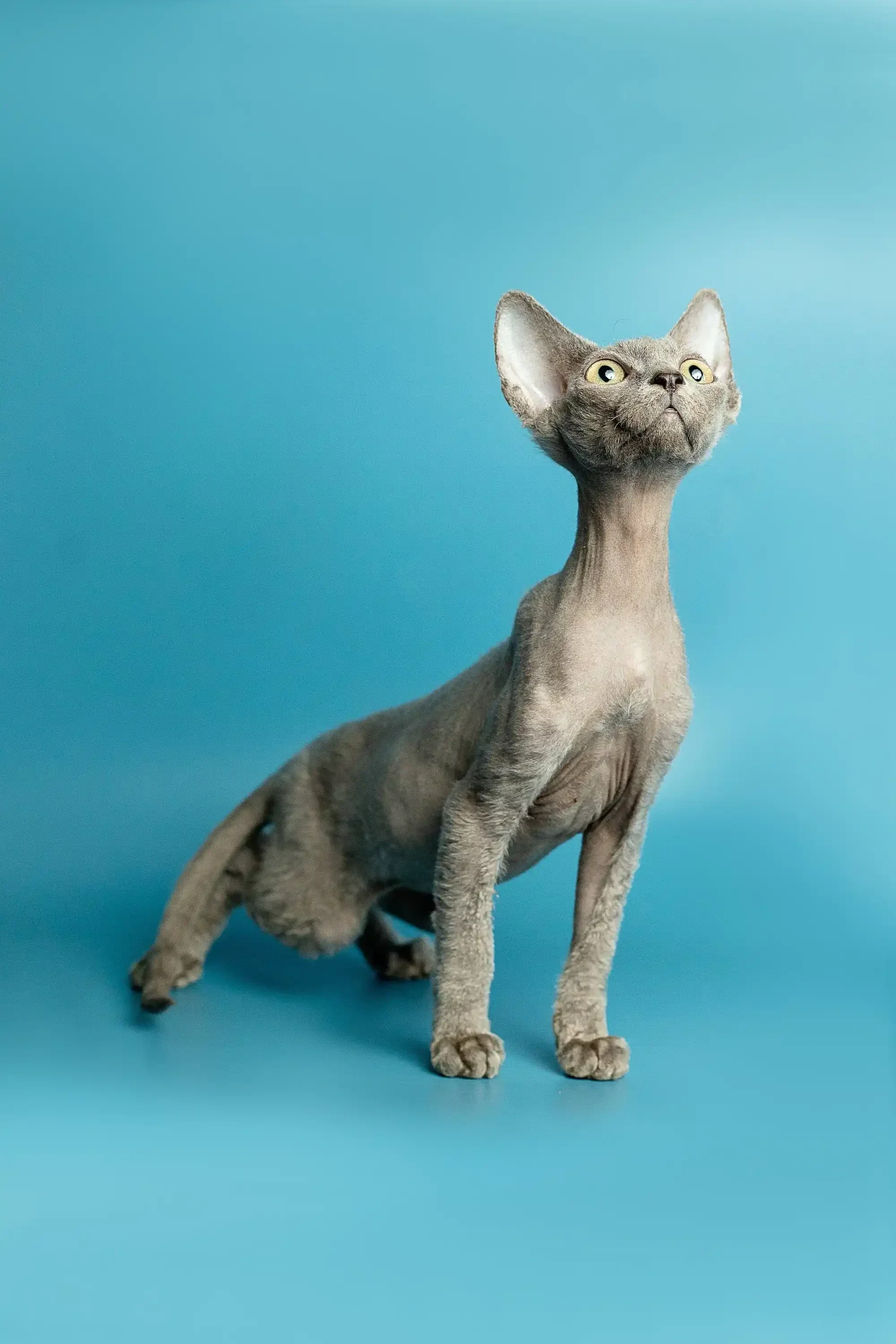 Richard | Devon Rex Kitten - Image 4