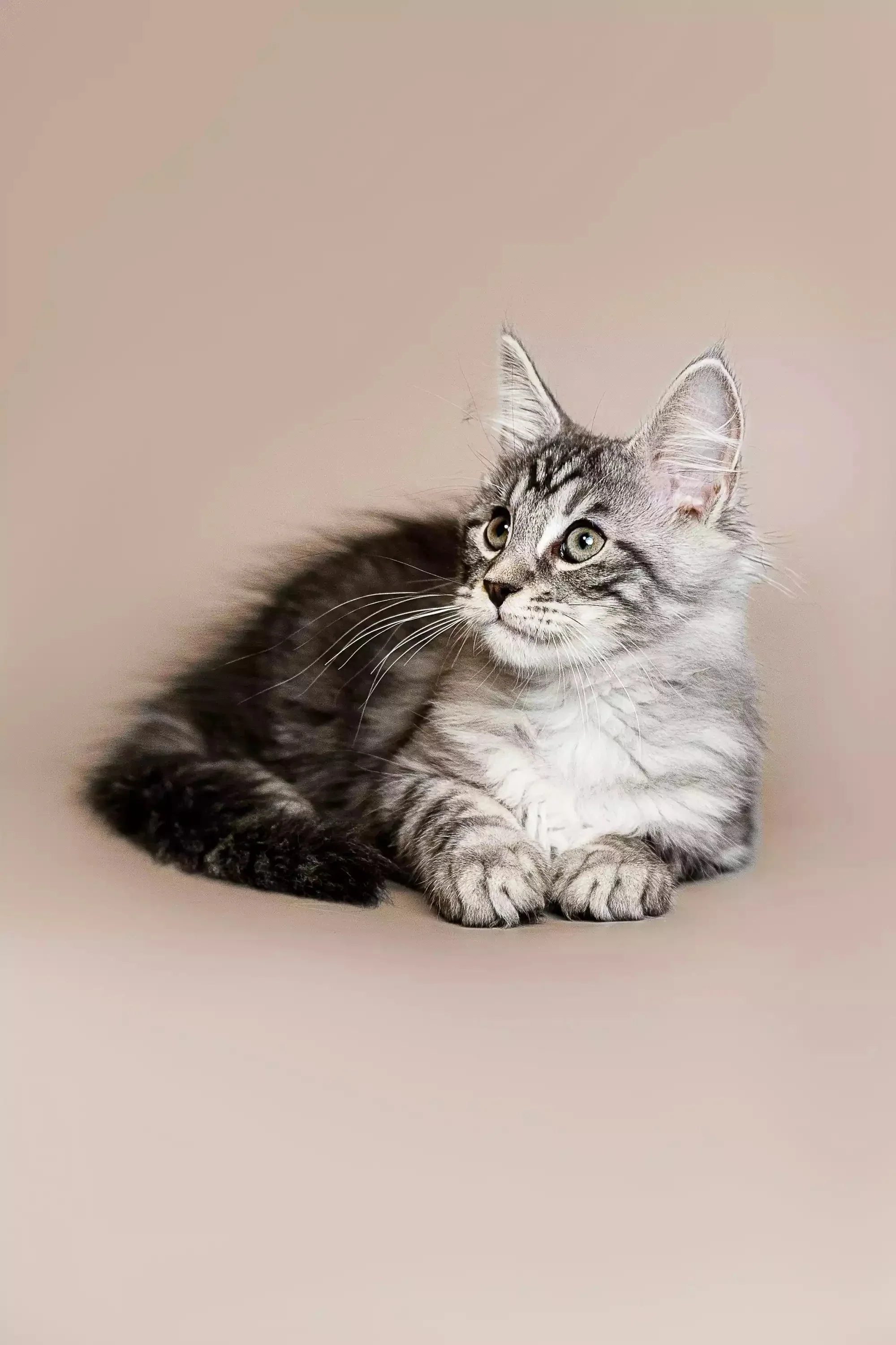 Richard  | Maine Coon Kitten - Image 14