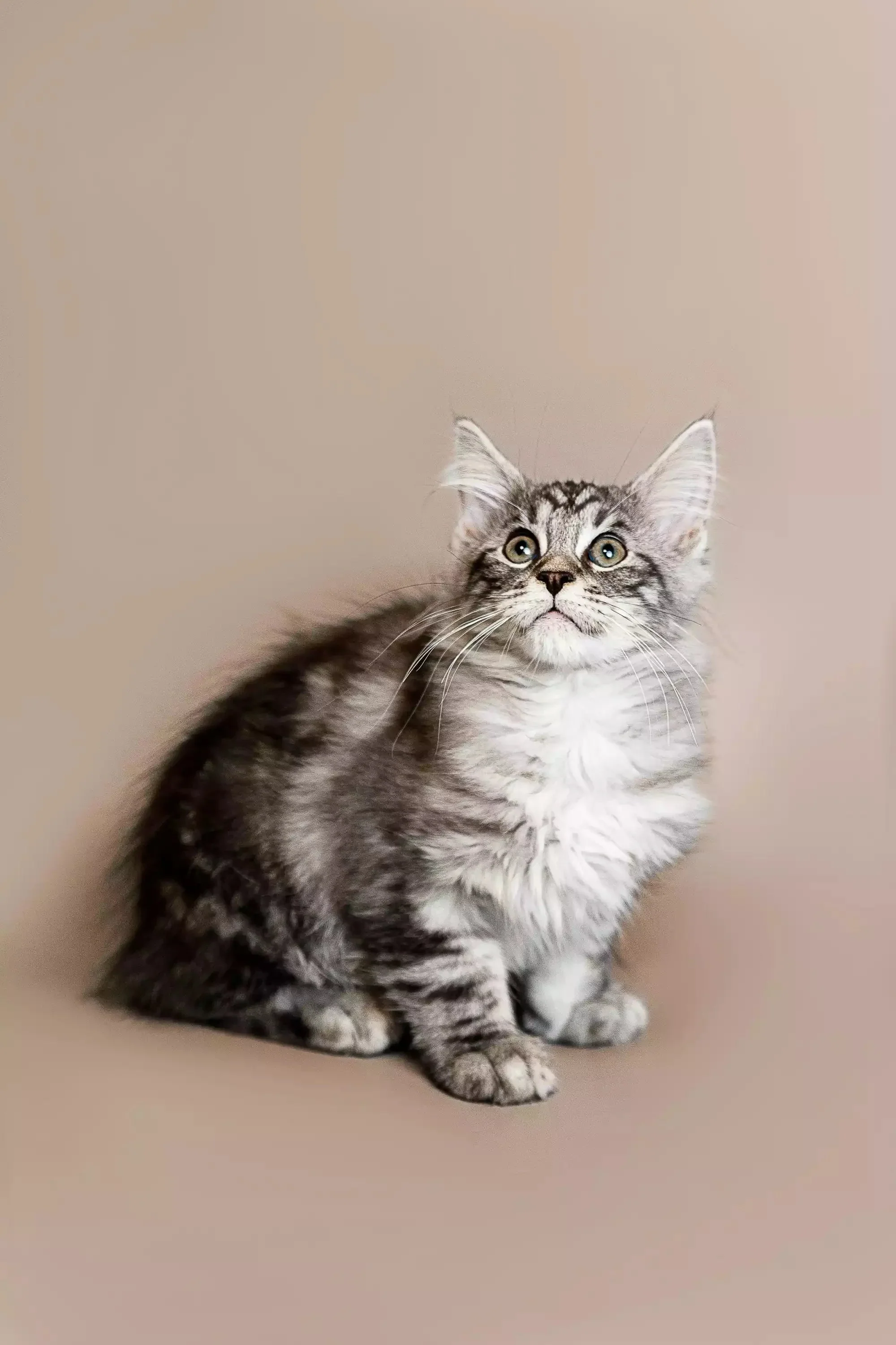 Richard  | Maine Coon Kitten - Image 17