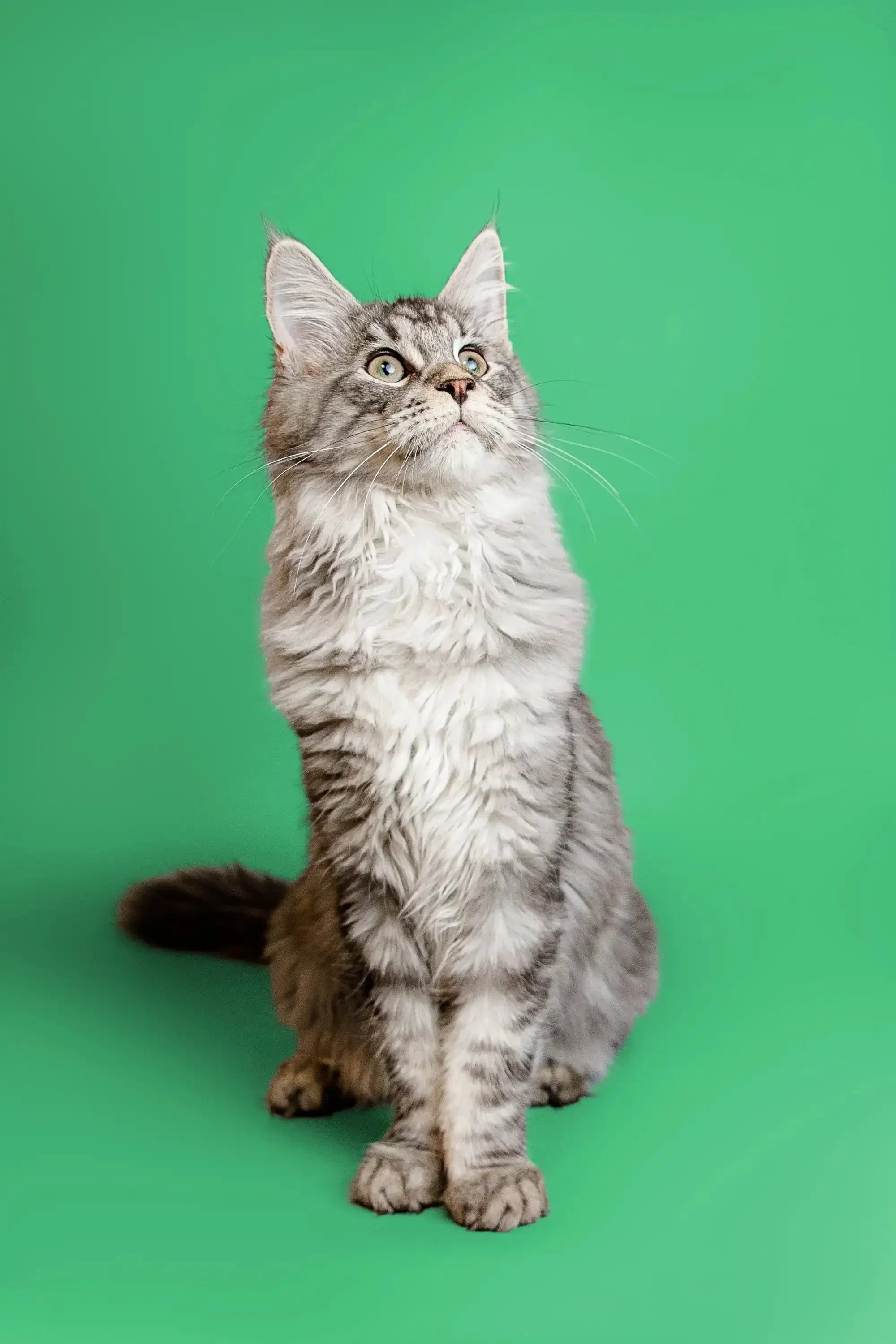 Richard  | Maine Coon Kitten - Image 5