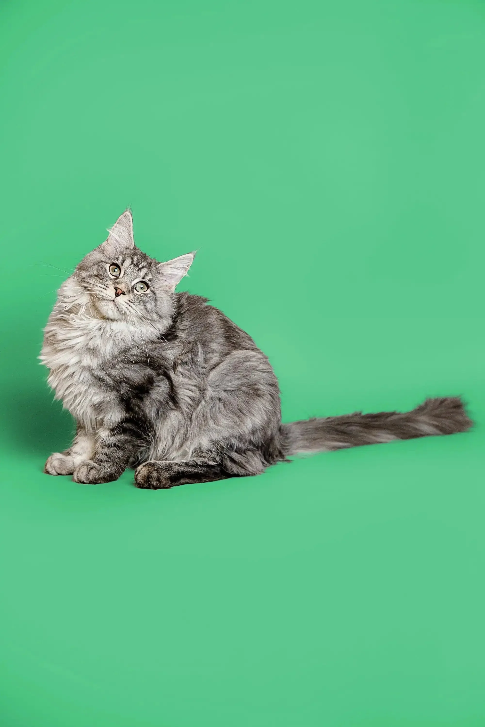Richard  | Maine Coon Kitten - Image 6