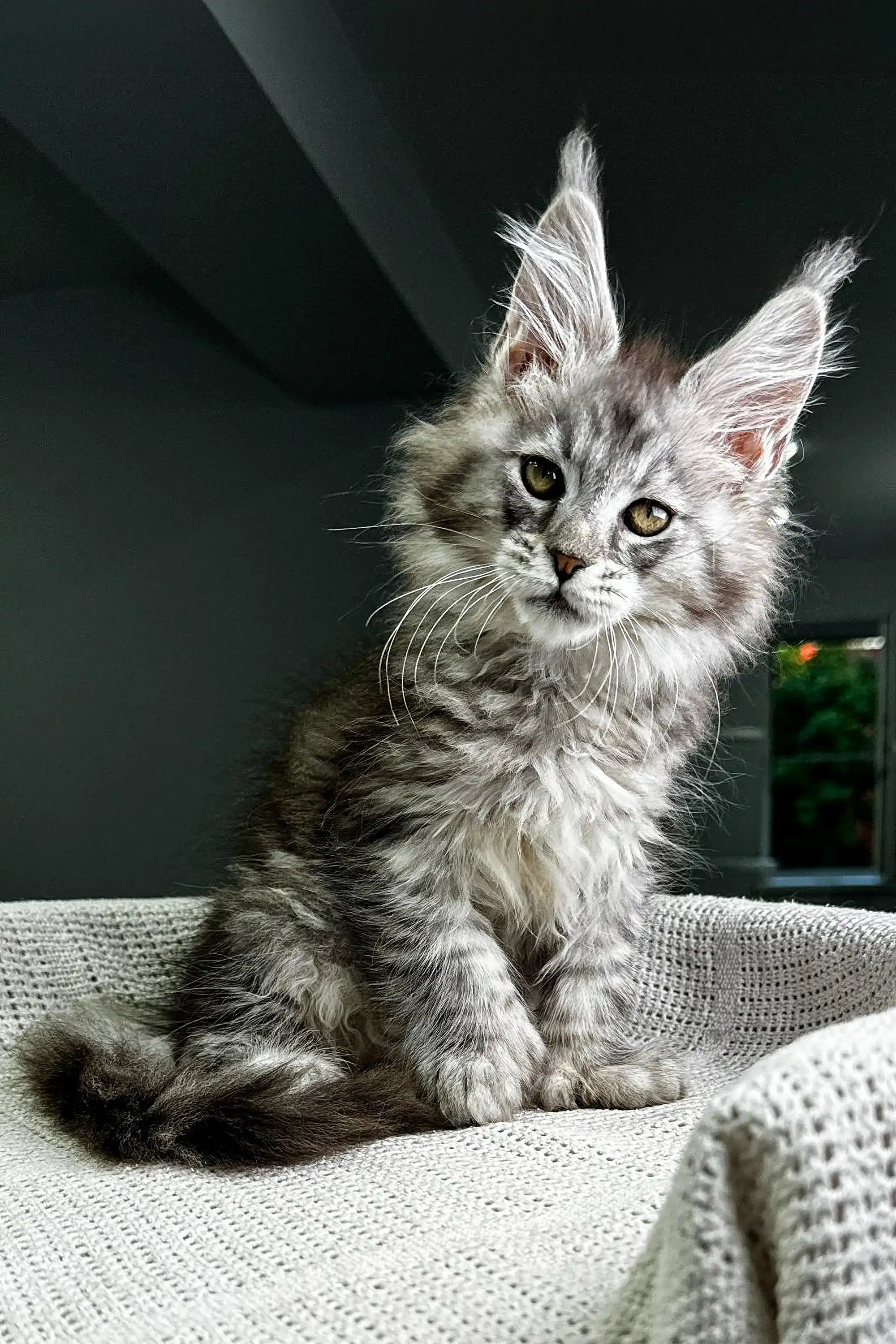Richard | Polydactyl Maine Coon - Image 12