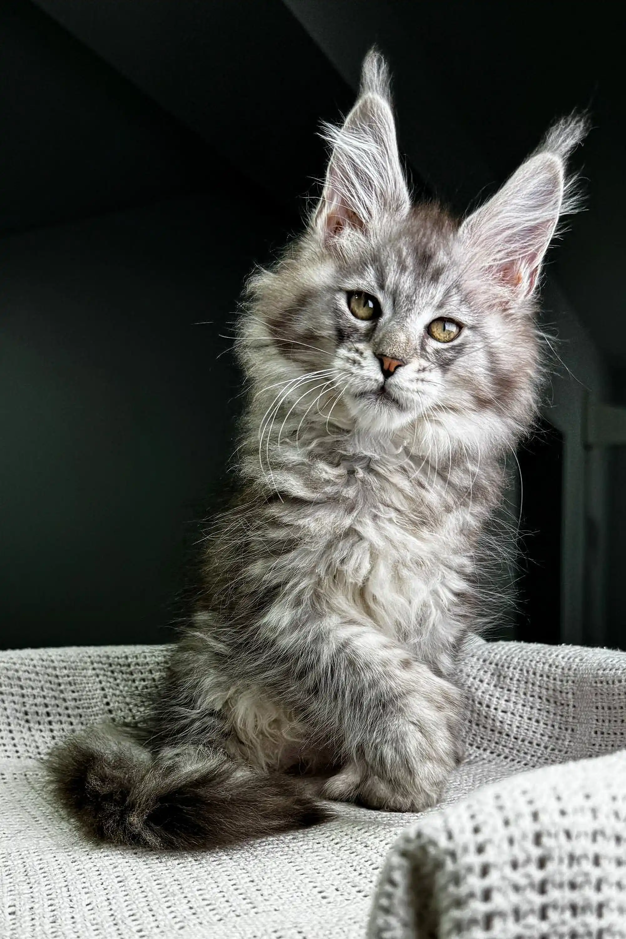 Richard | Polydactyl Maine Coon - Image 7