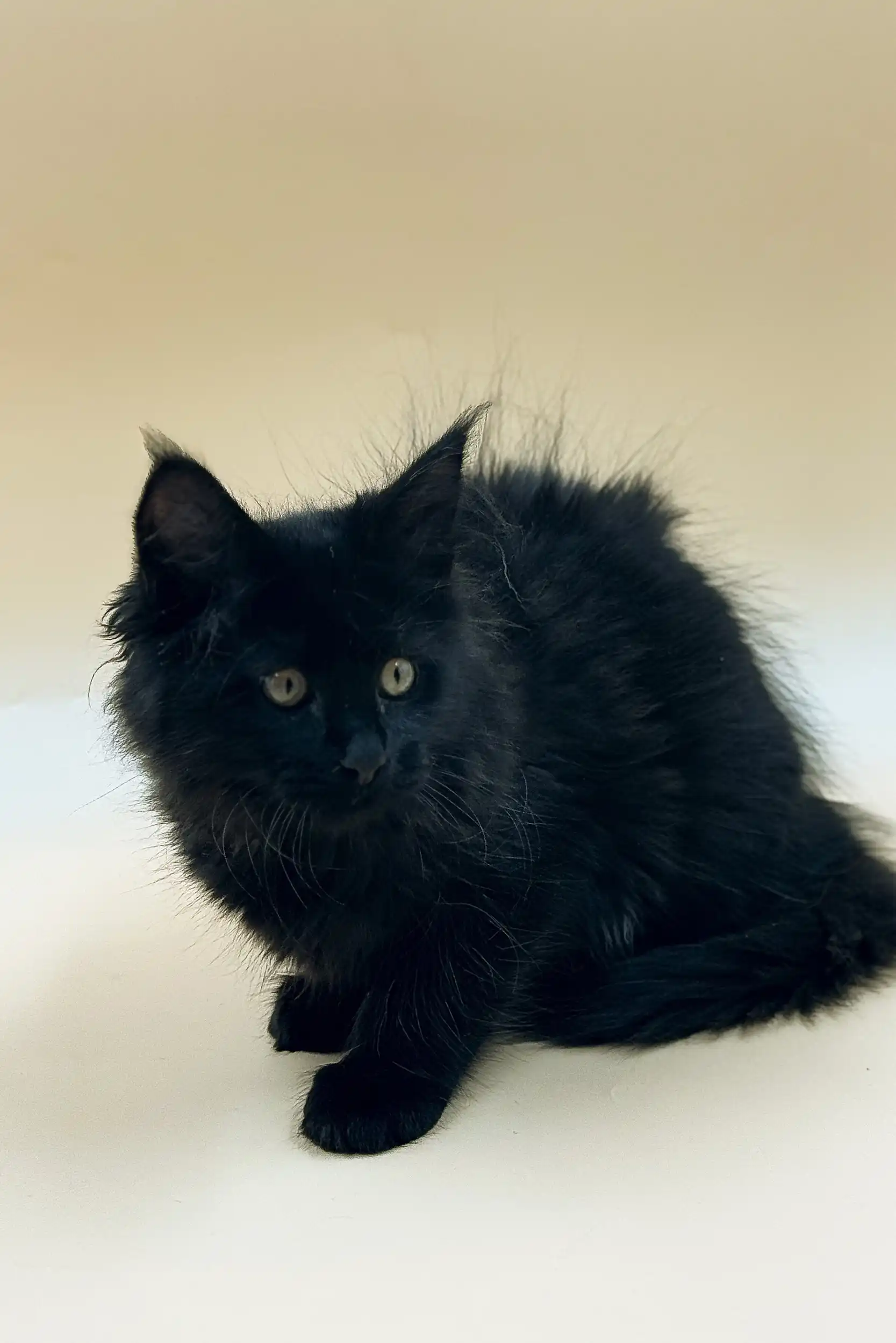 Richmond | Maine Coon Kitten - Image 17
