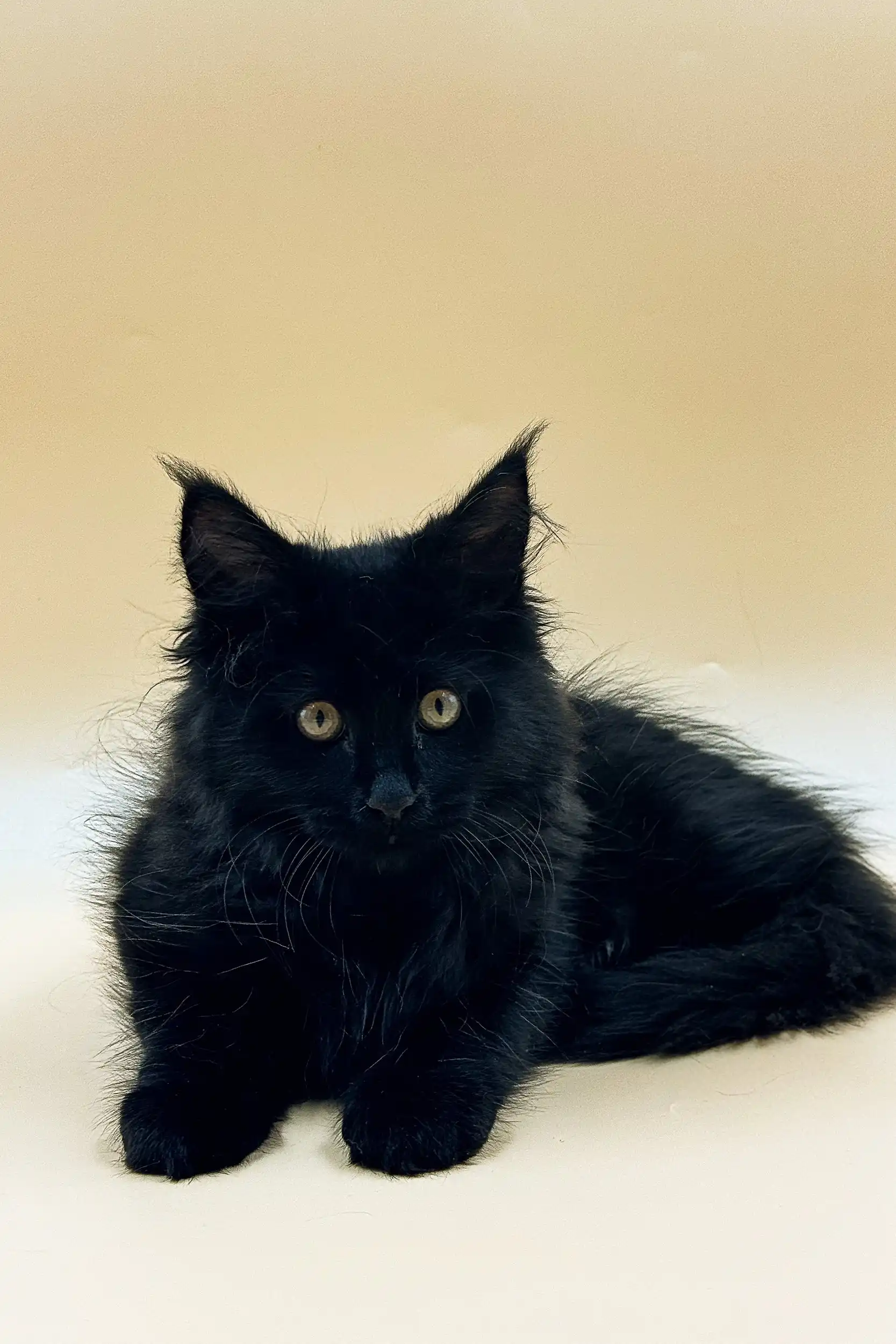 Richmond | Maine Coon Kitten - Image 3