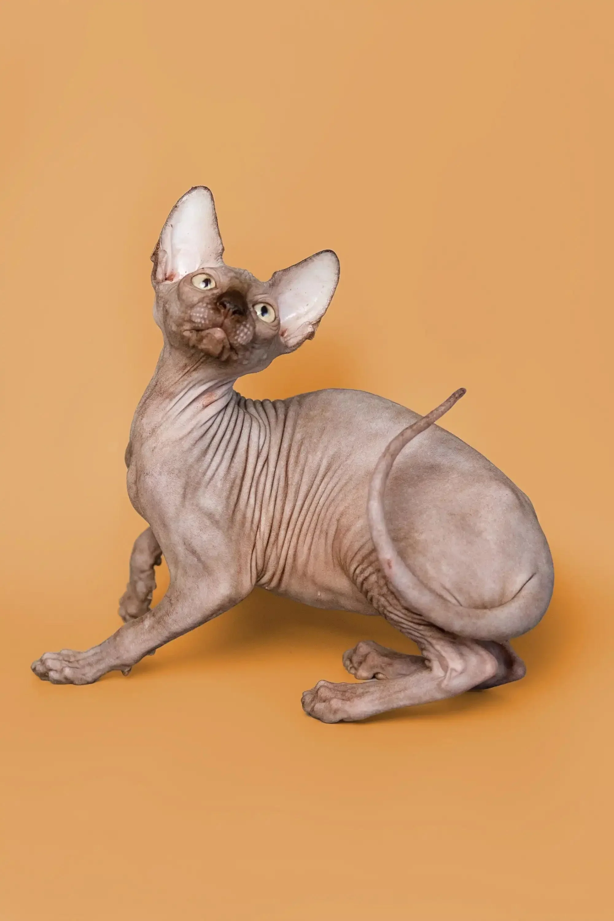 Ricky | Sphynx Kitten - Image 3