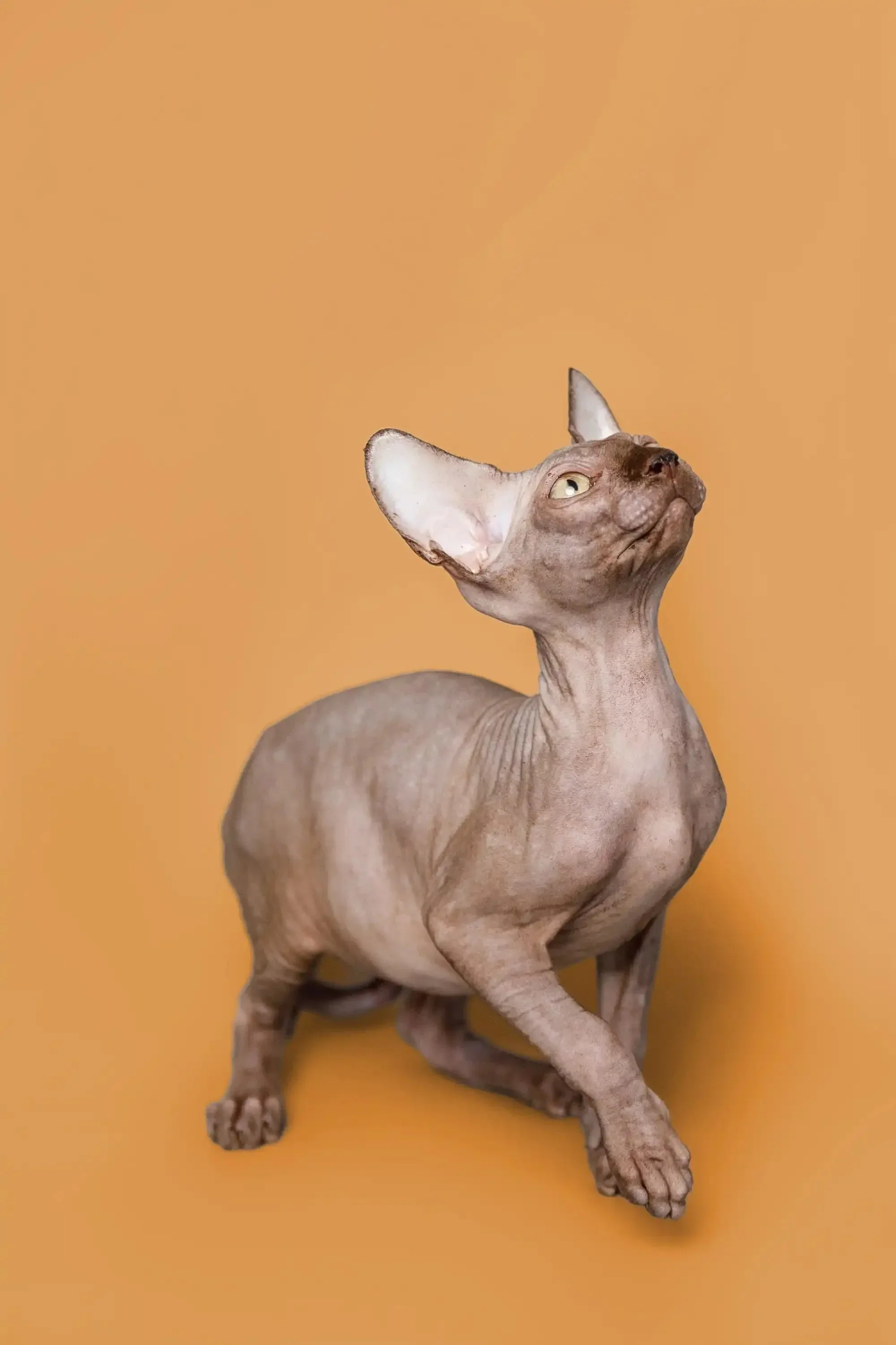 Ricky | Sphynx Kitten - Image 8