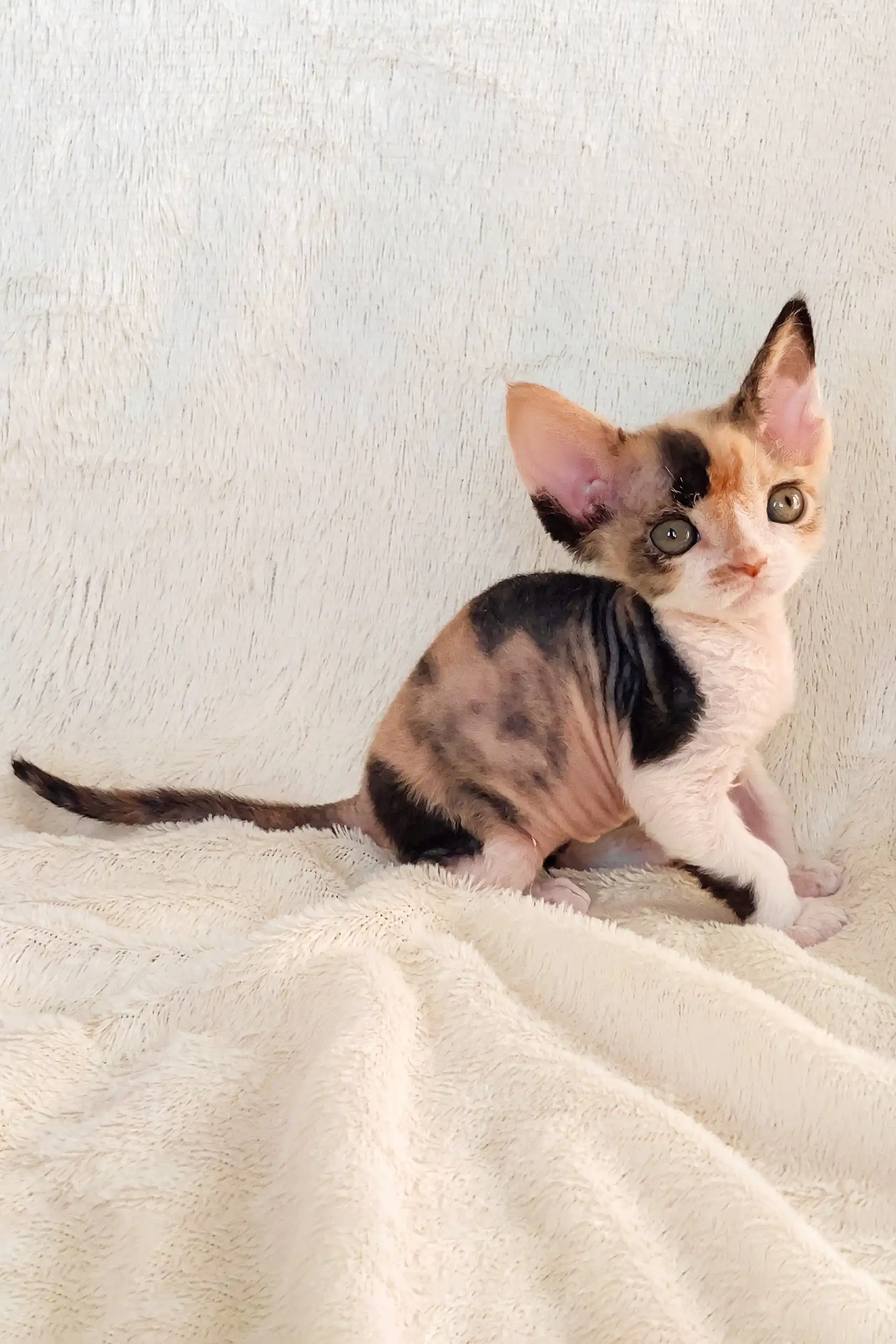 Rihanna | Devon Rex Kitten - Image 4