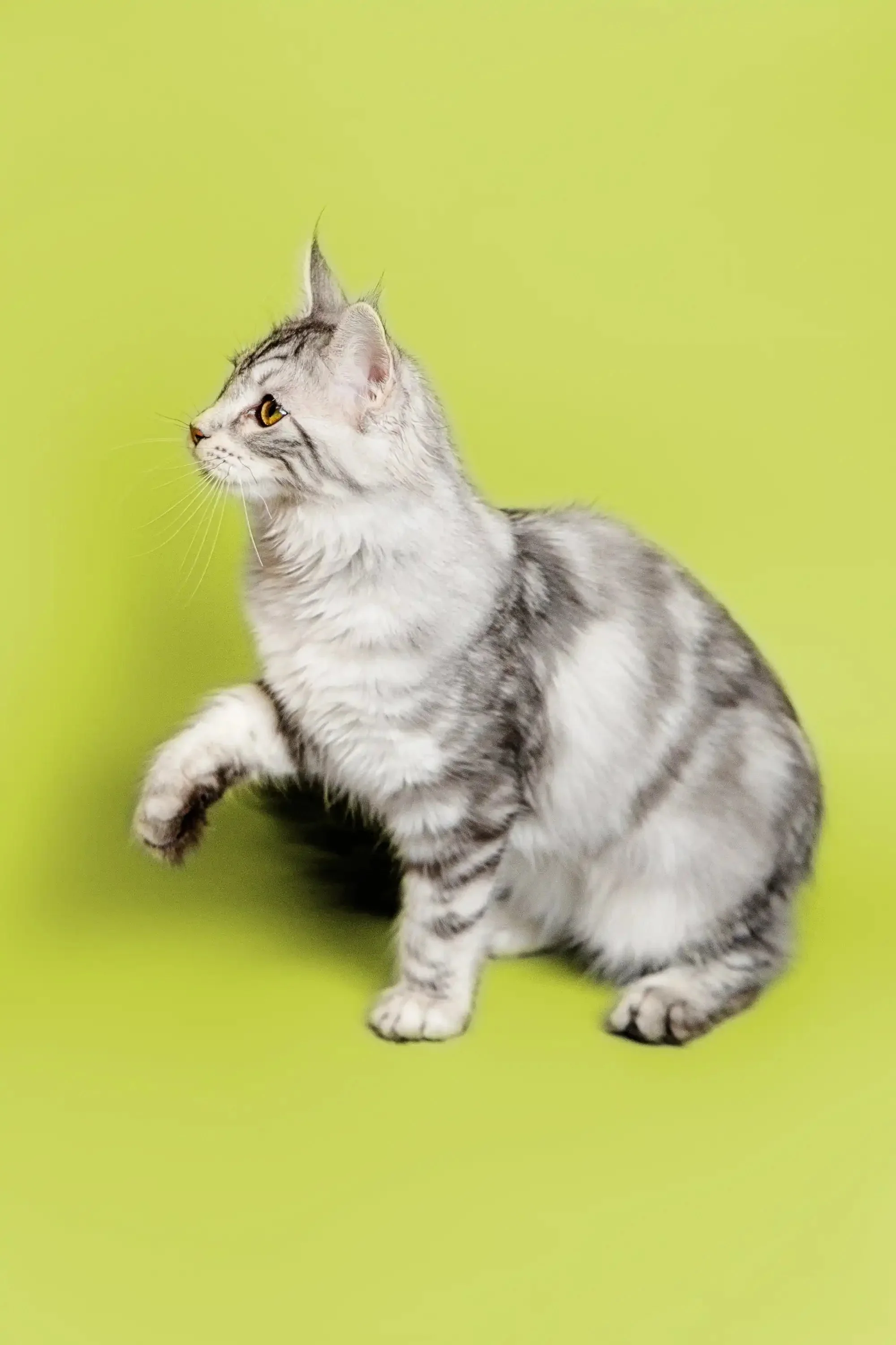 Rihanna  | Maine Coon Kitten - Image 11