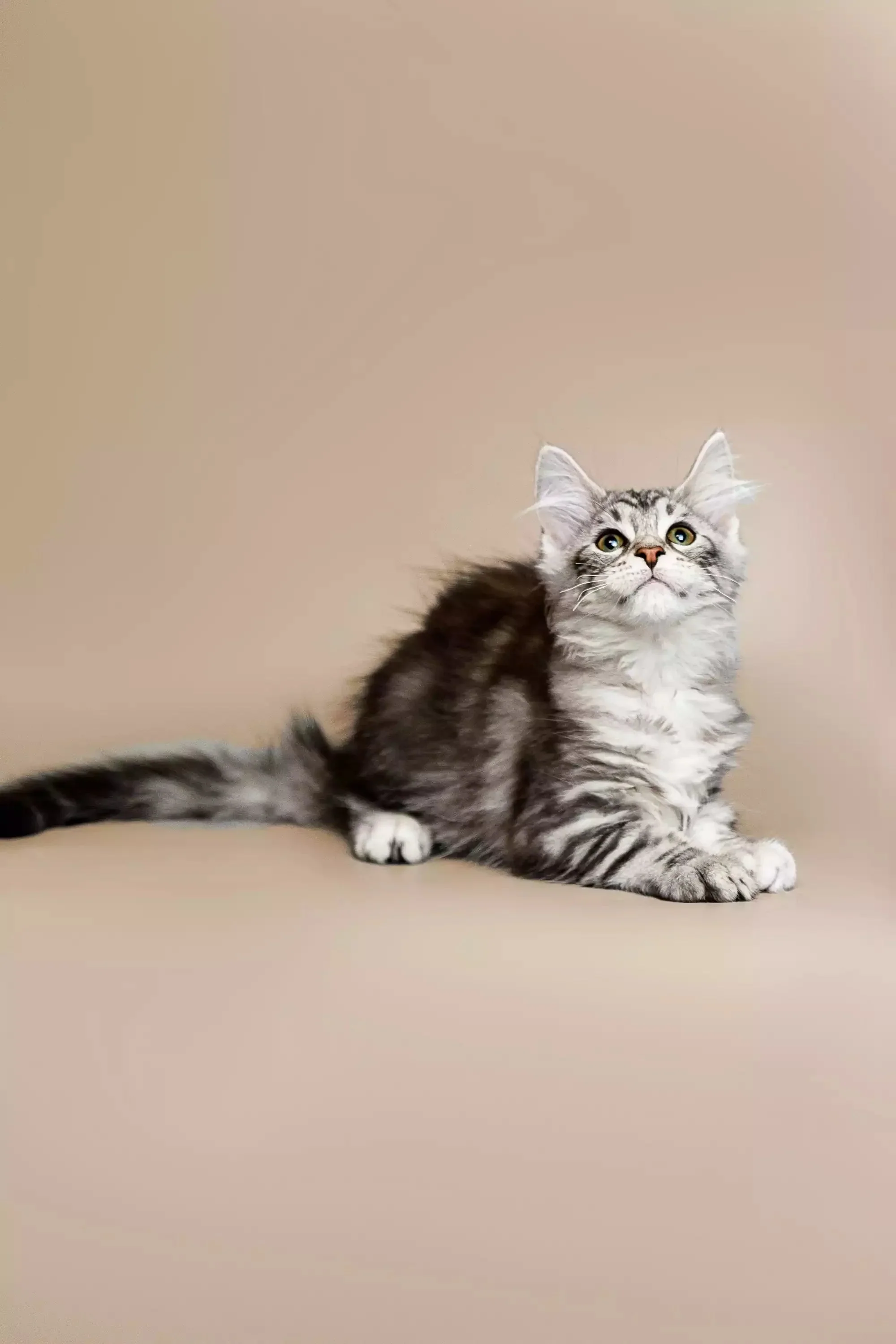 Rihanna  | Maine Coon Kitten - Image 18