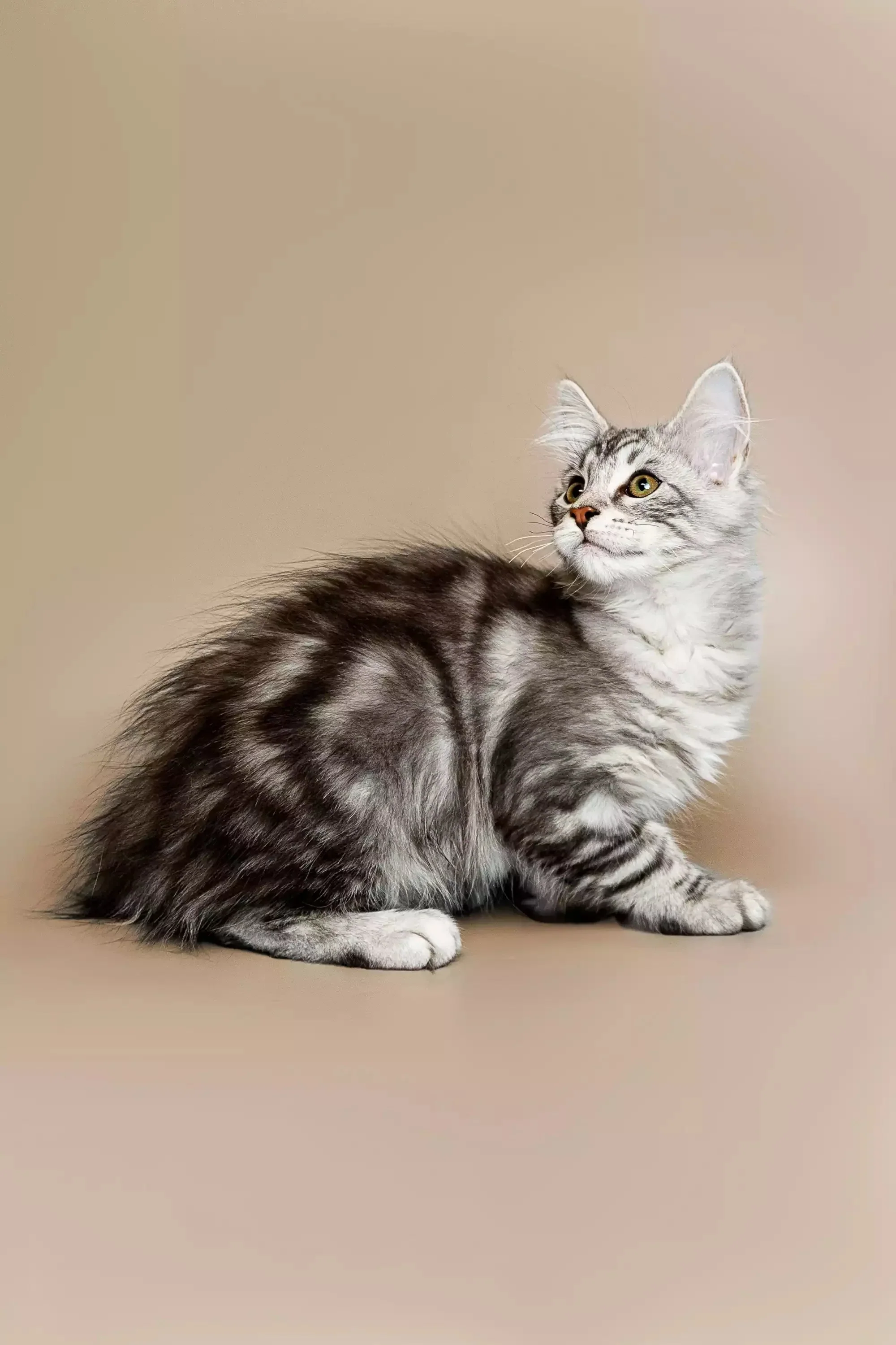 Rihanna  | Maine Coon Kitten - Image 23