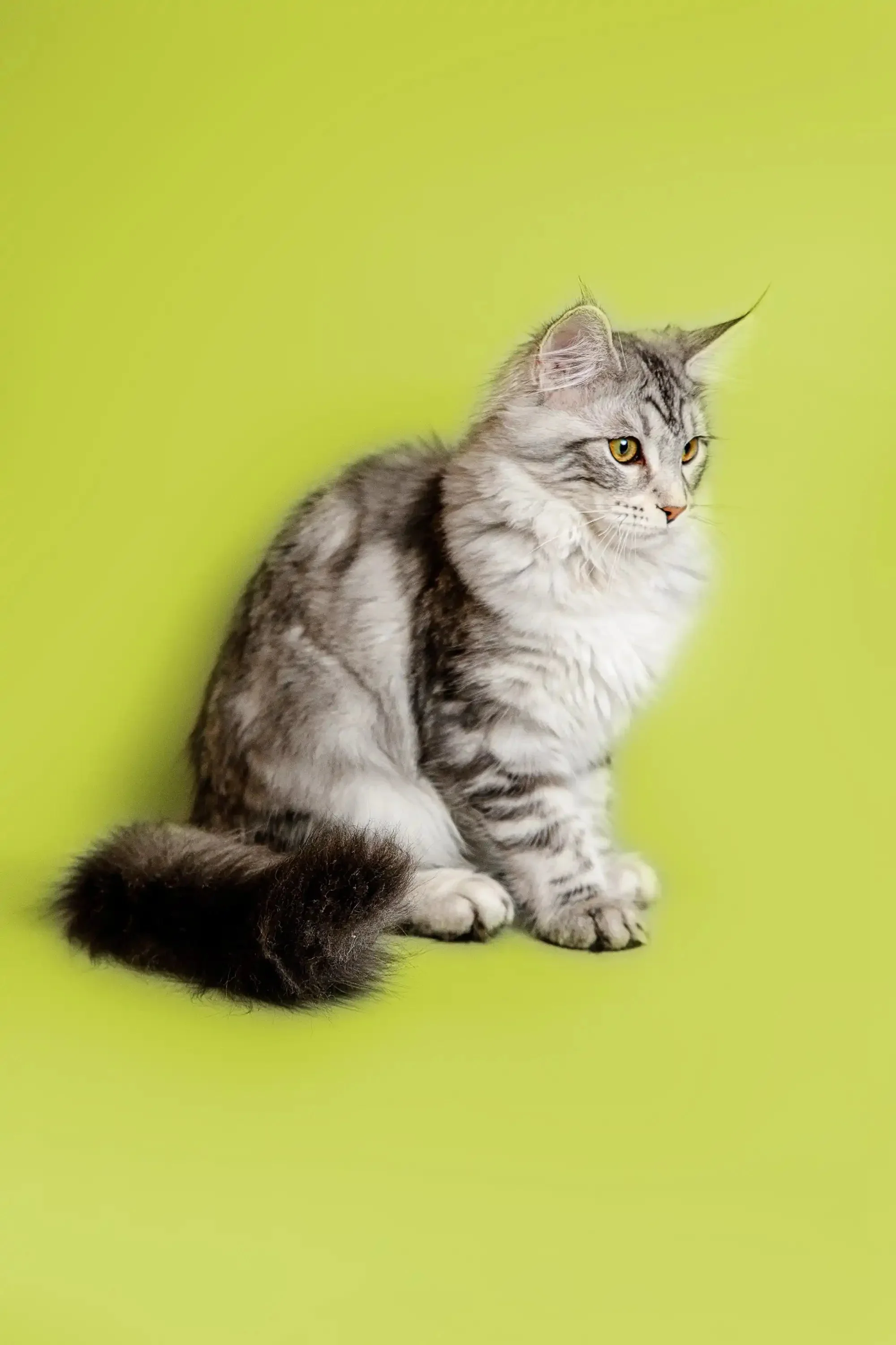 Rihanna  | Maine Coon Kitten - Image 7