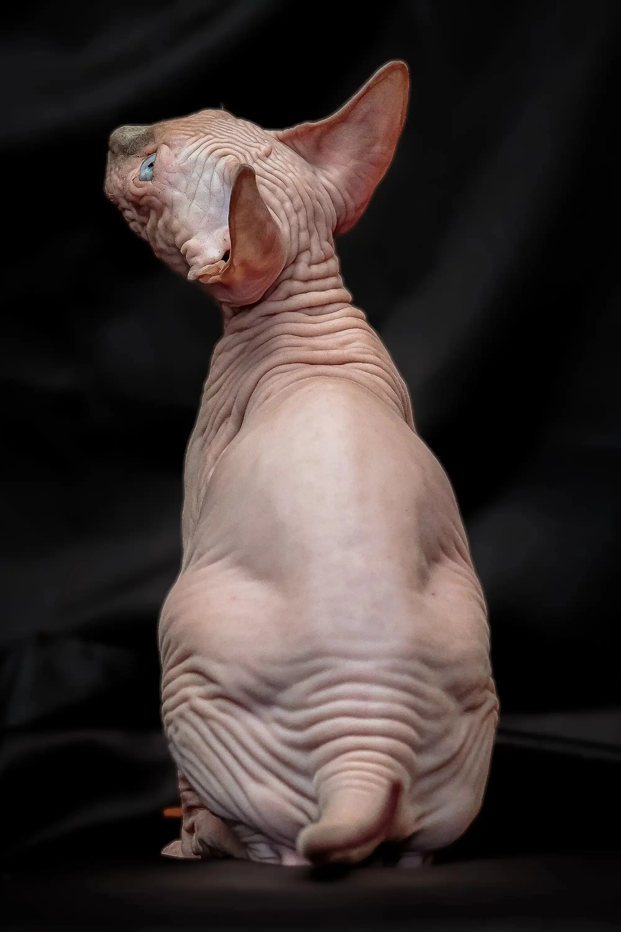Rikkie | Sphynx Kitten - Image 2