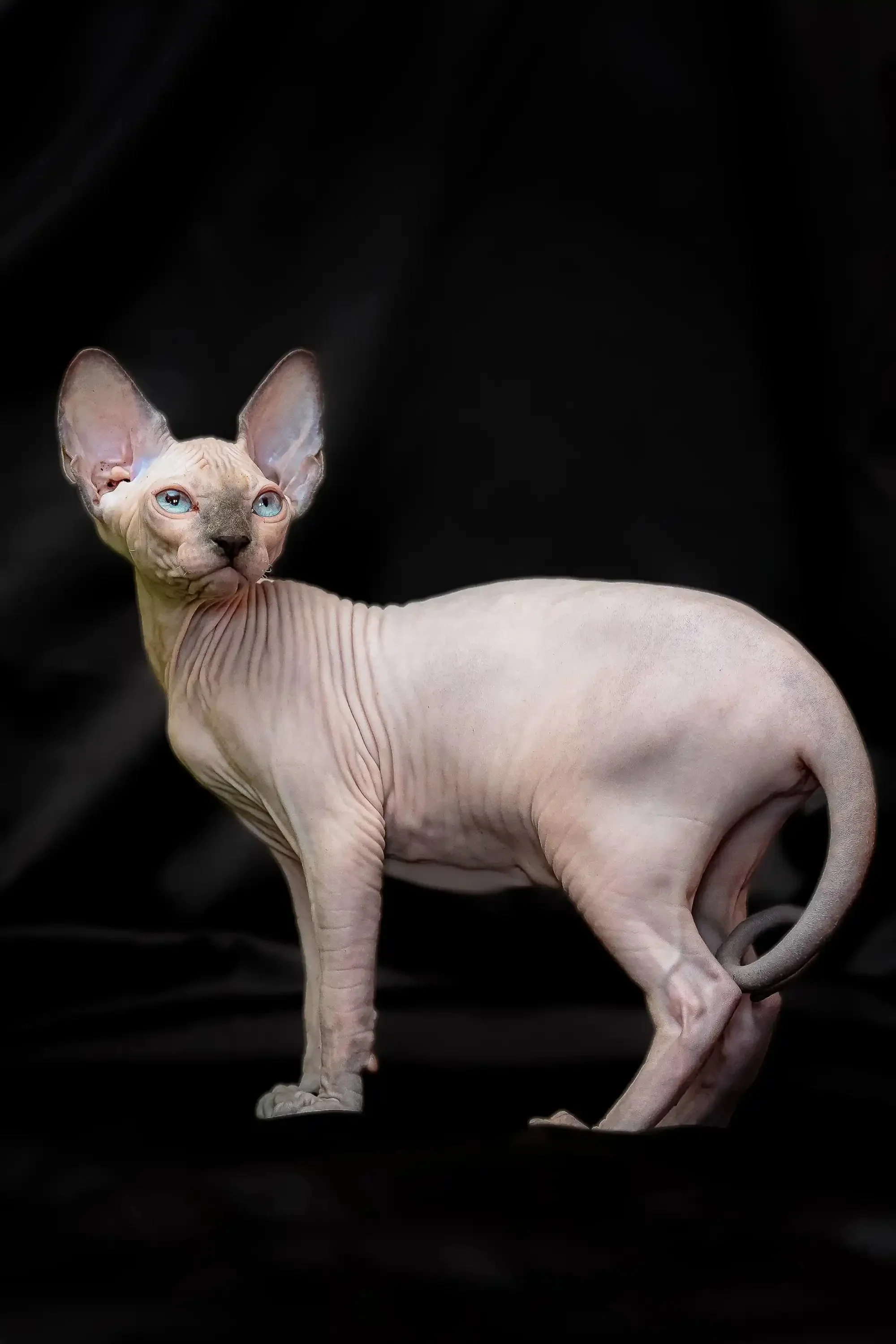 Rikkie | Sphynx Kitten - Image 3