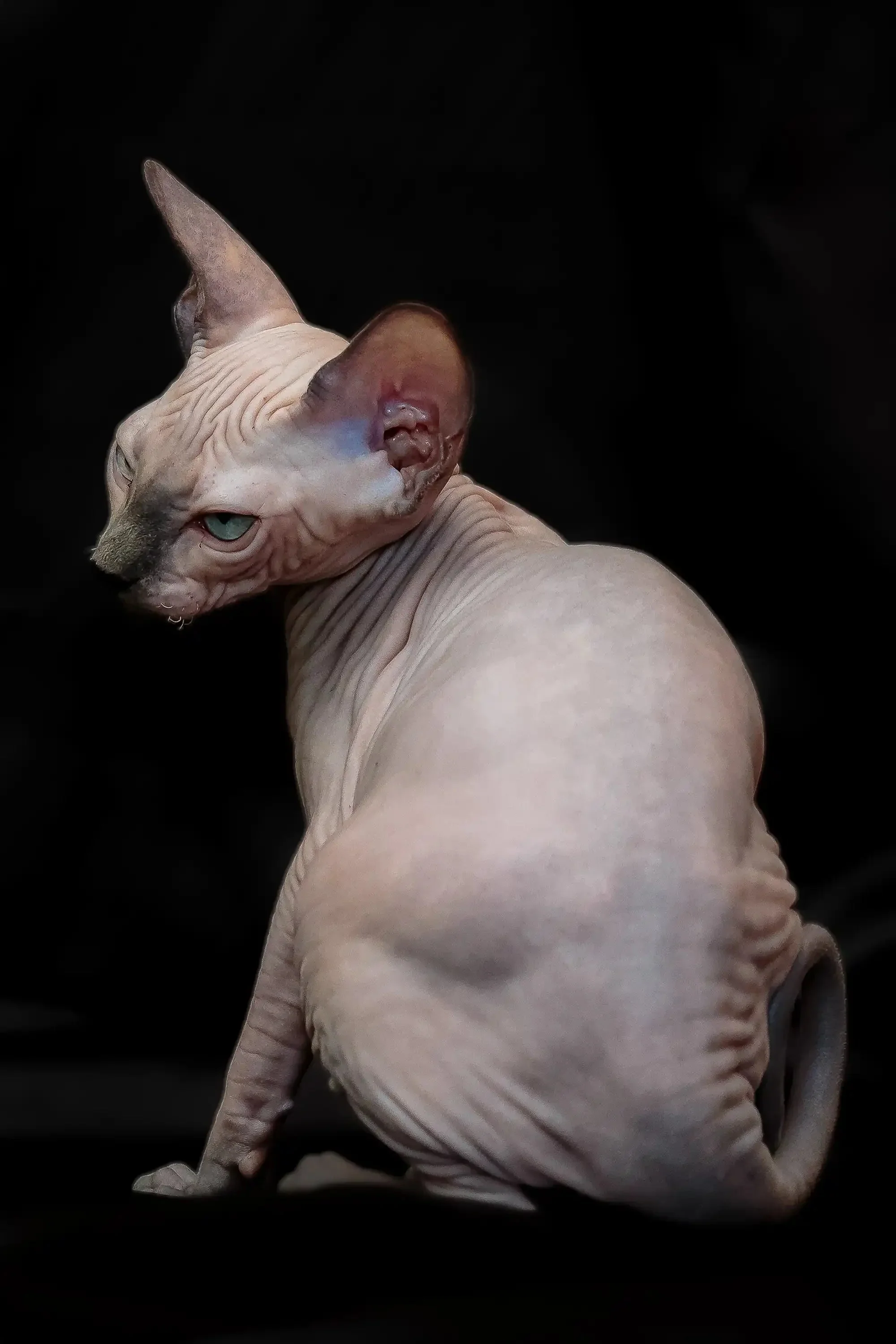 Rikkie | Sphynx Kitten - Image 8
