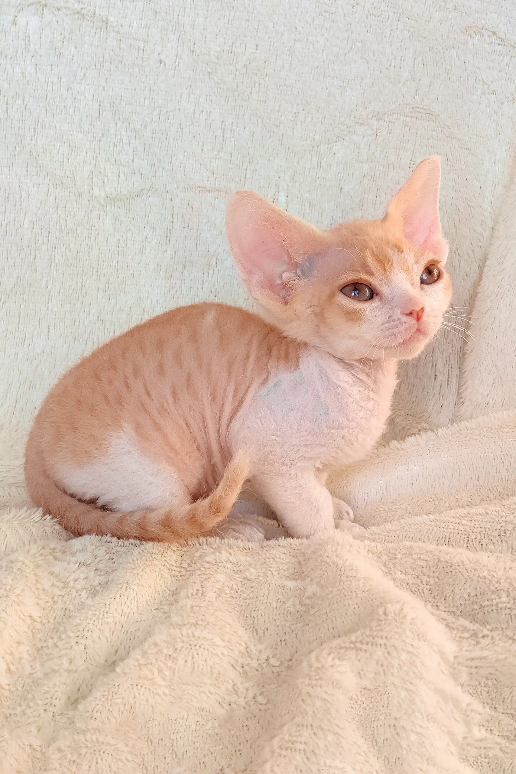Riley | Devon Rex Kitten - Image 2