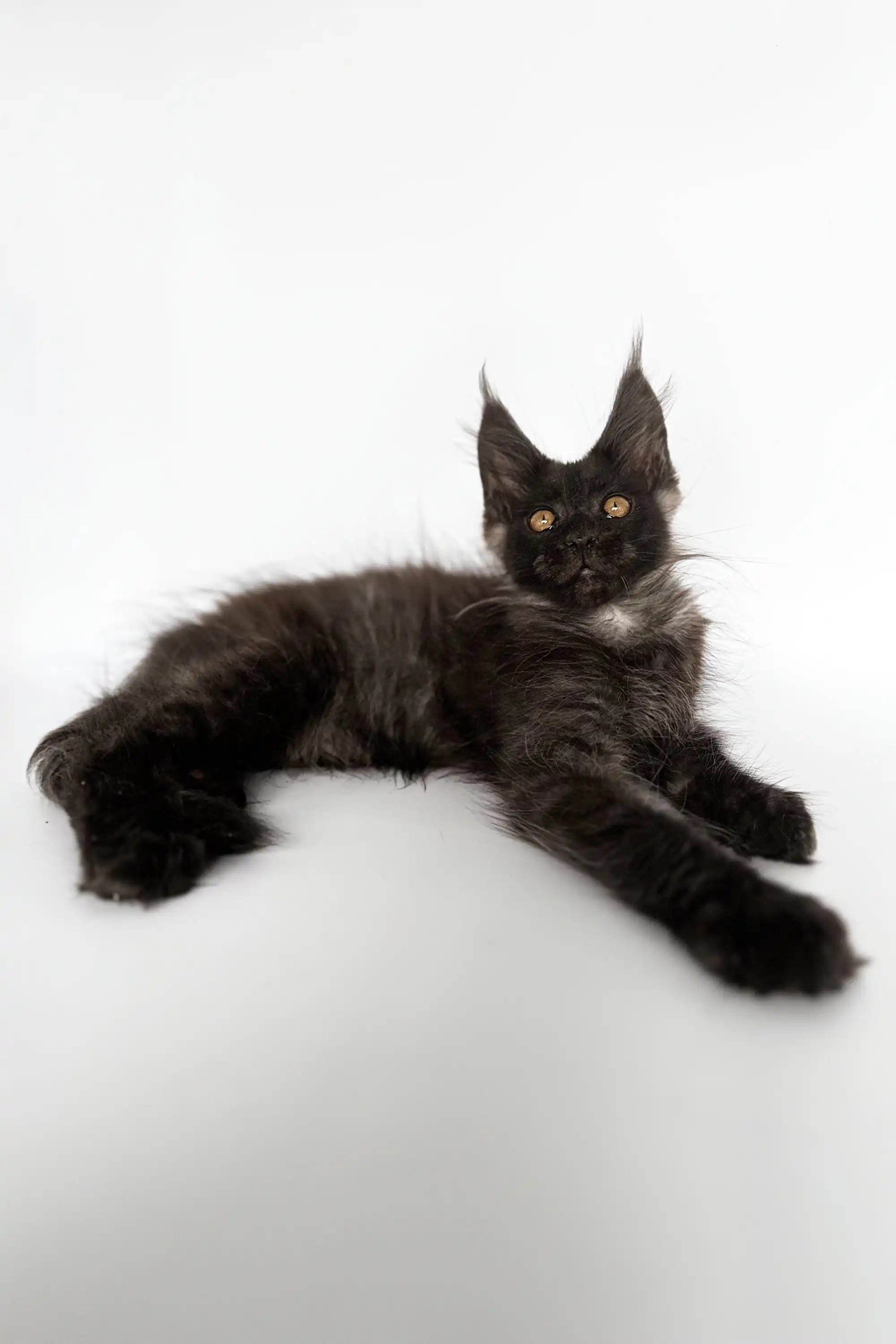 Rim | Maine Coon Kitten - Image 2