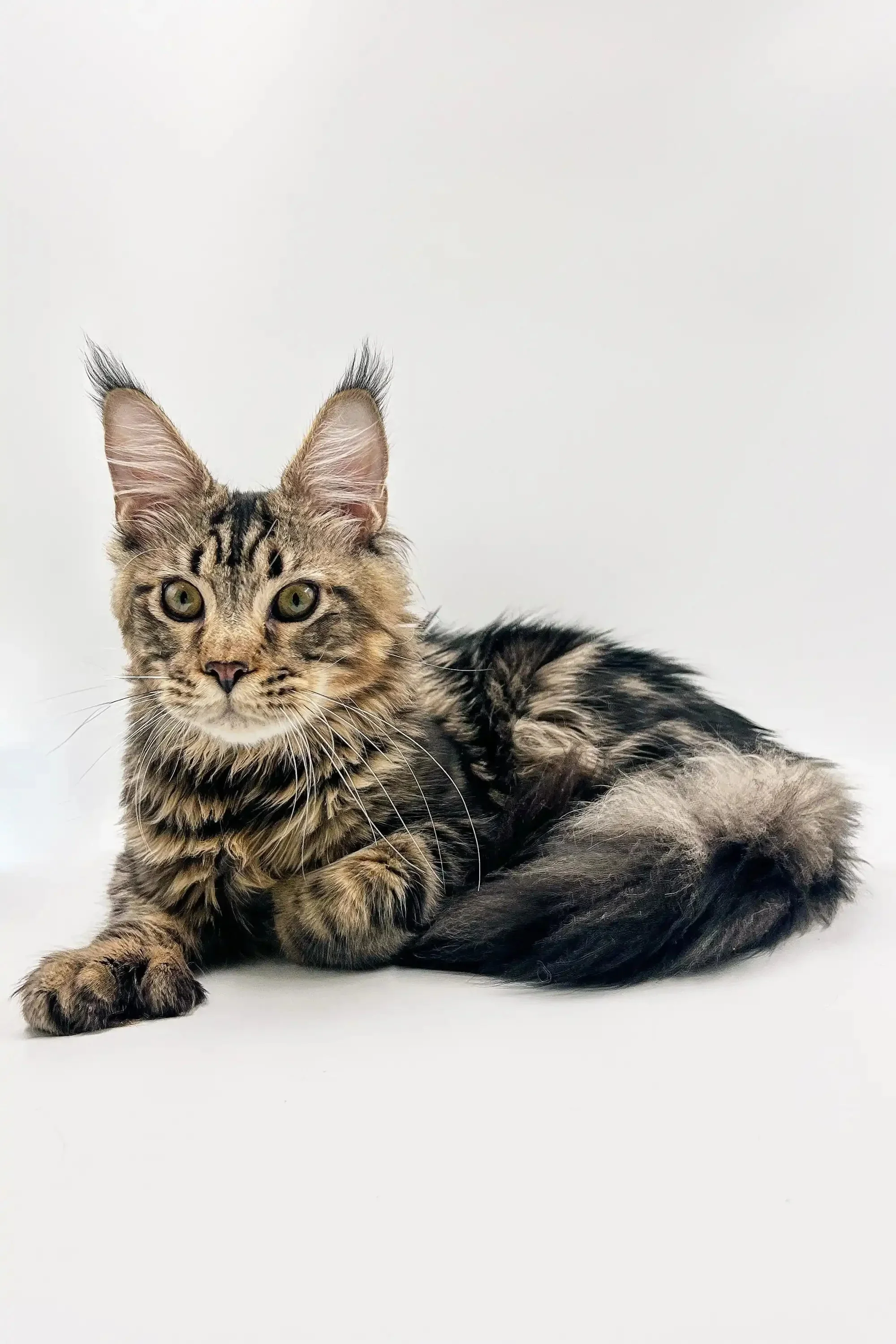 Nick  |  Polydactyl Maine Coon Kitten - Image 10