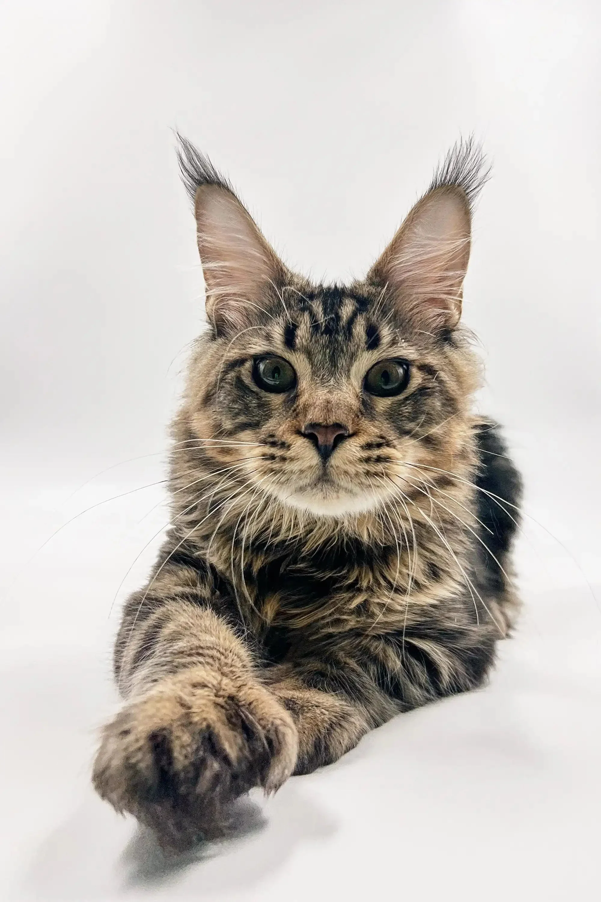 Nick  |  Polydactyl Maine Coon Kitten - Image 4