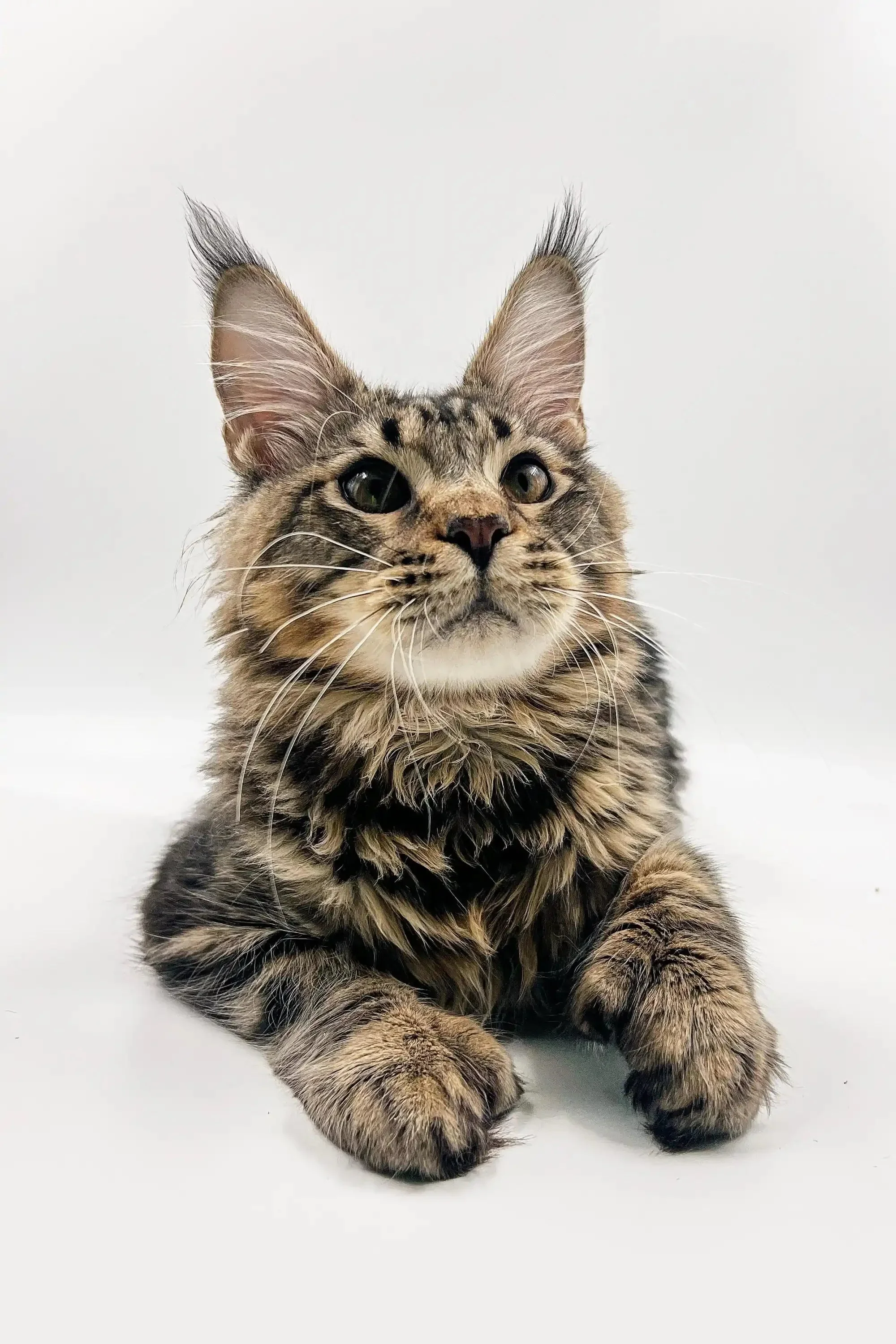 Nick  |  Polydactyl Maine Coon Kitten - Image 6