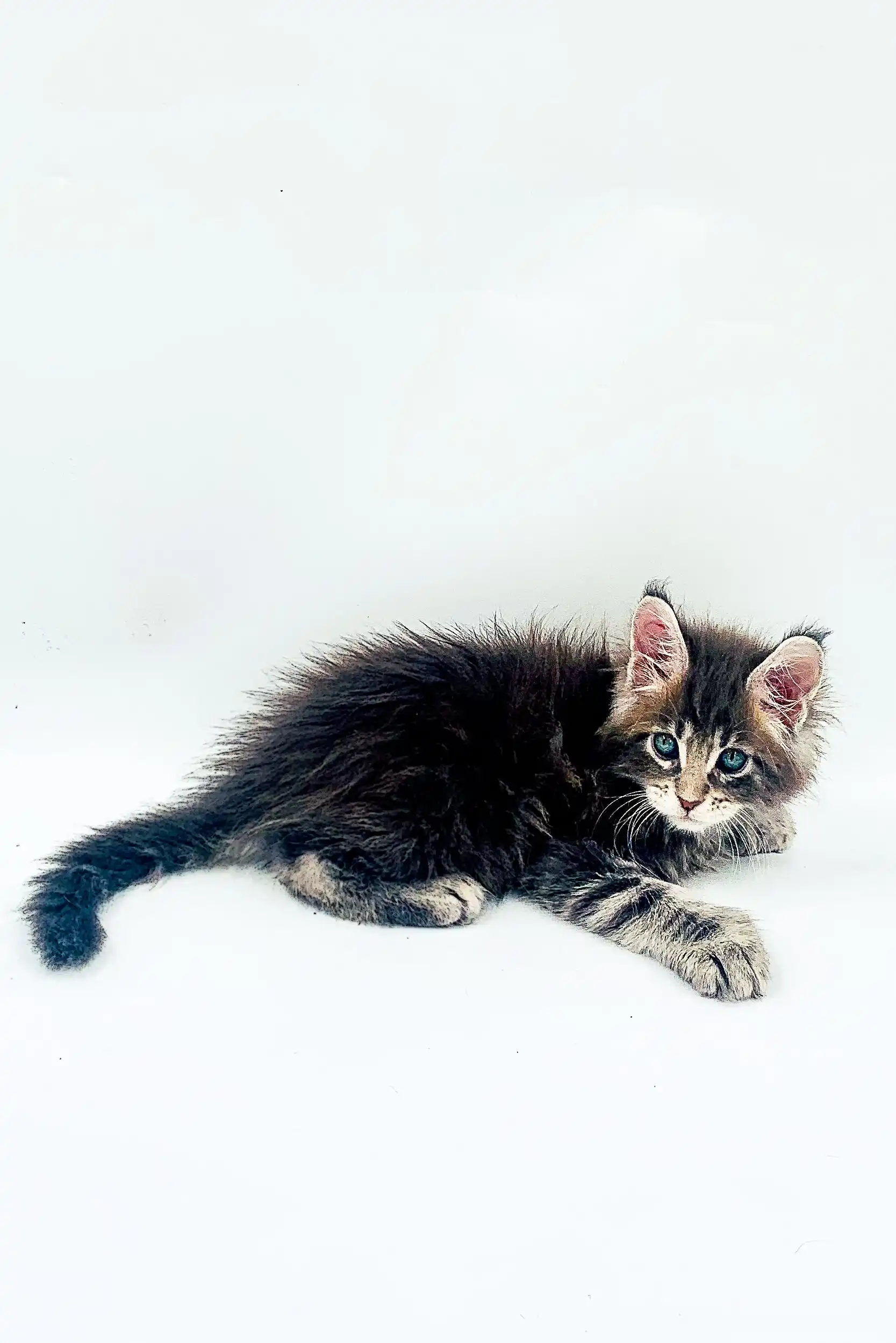 Rio | Polydactyl Maine Coon Kitten - Image 8