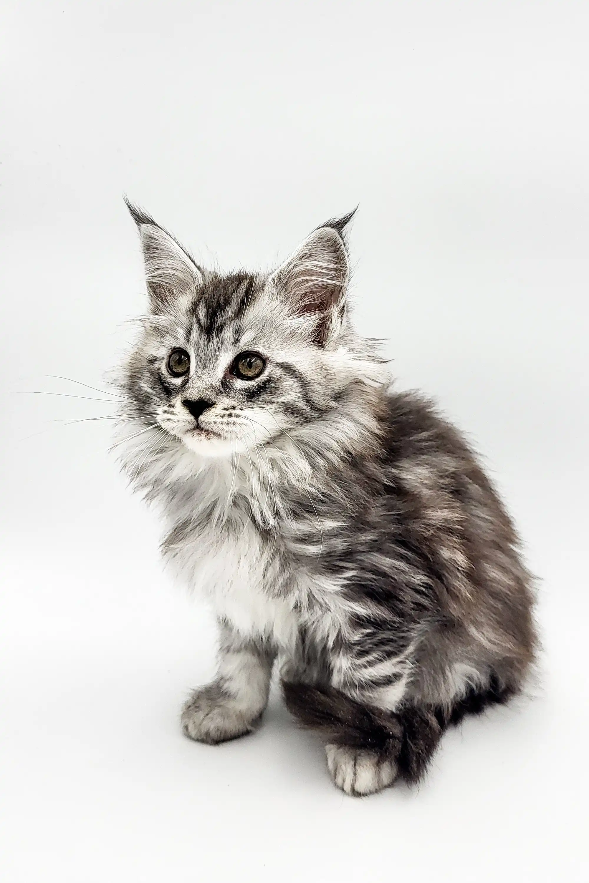 Riply | Maine Coon Kitten - Image 11