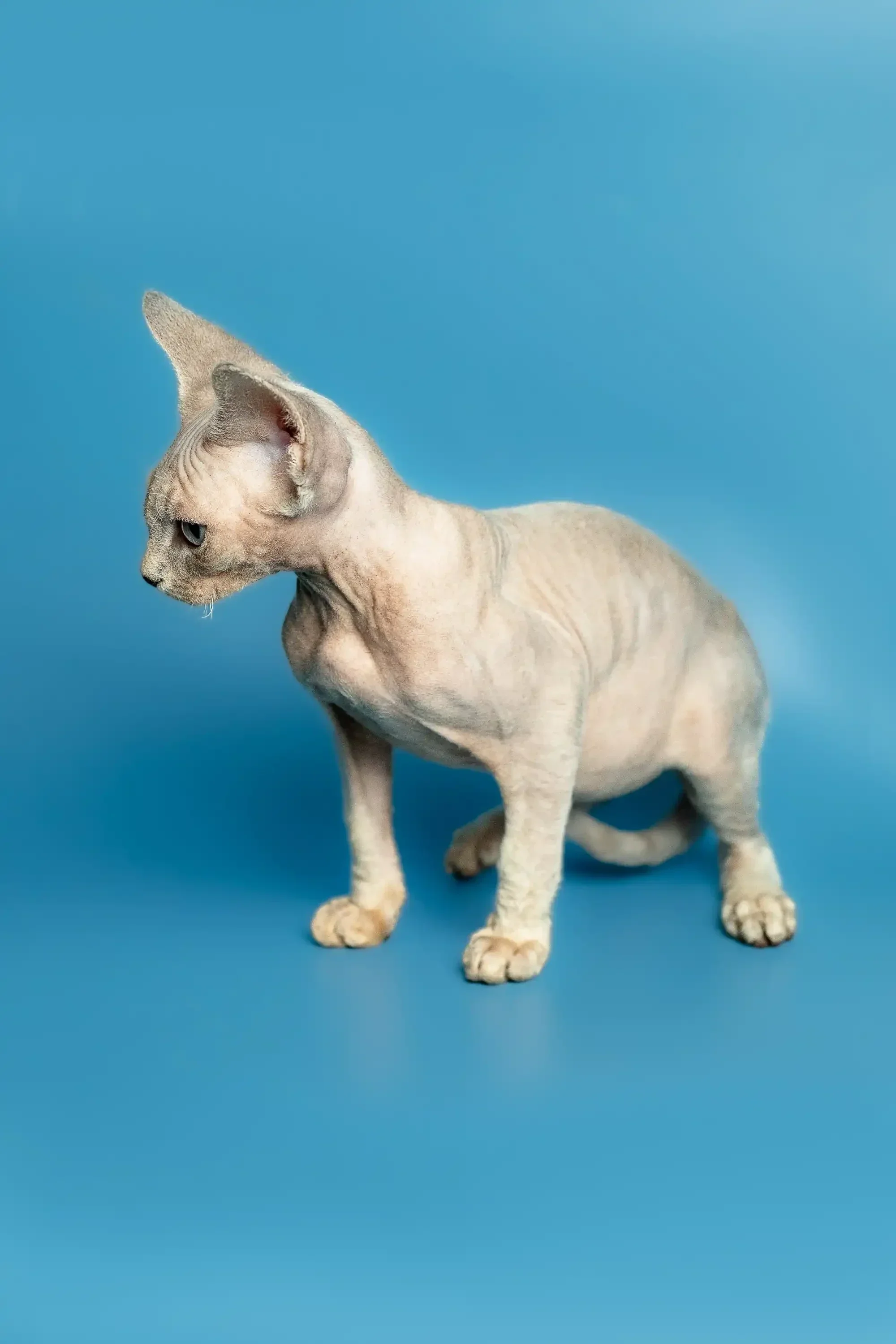 Roki | Devon Rex Kitten - Image 15