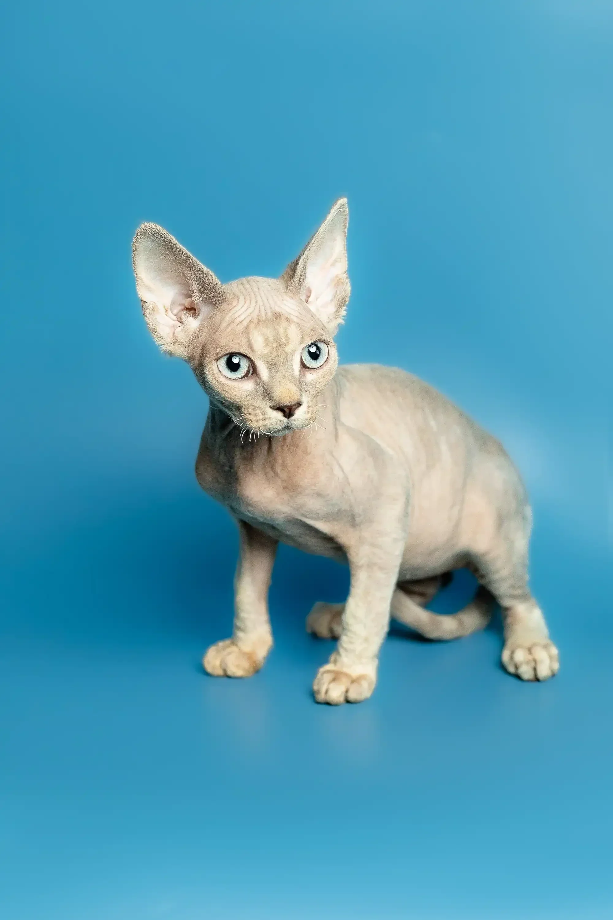 Roki | Devon Rex Kitten - Image 16