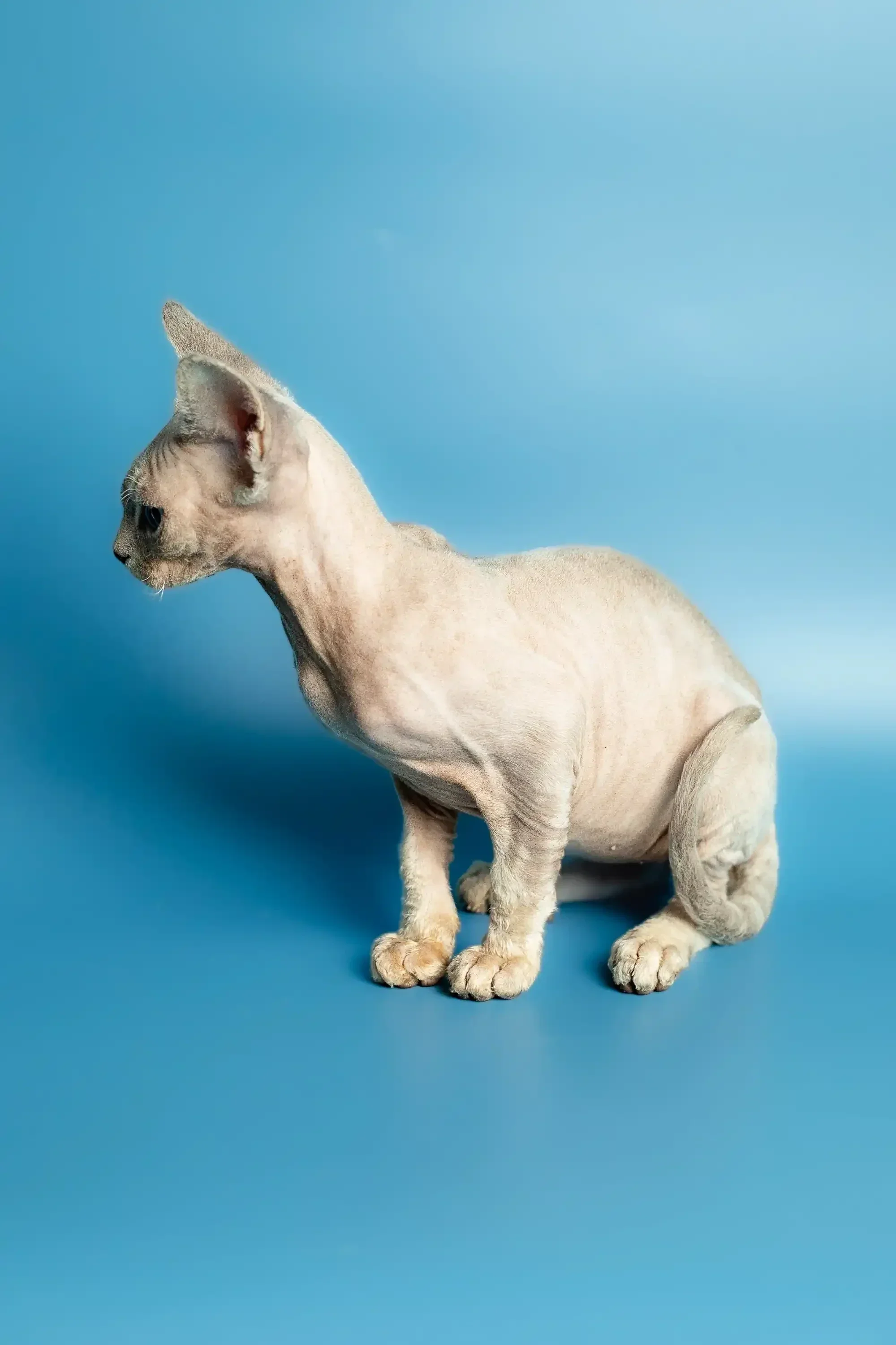 Roki | Devon Rex Kitten - Image 18