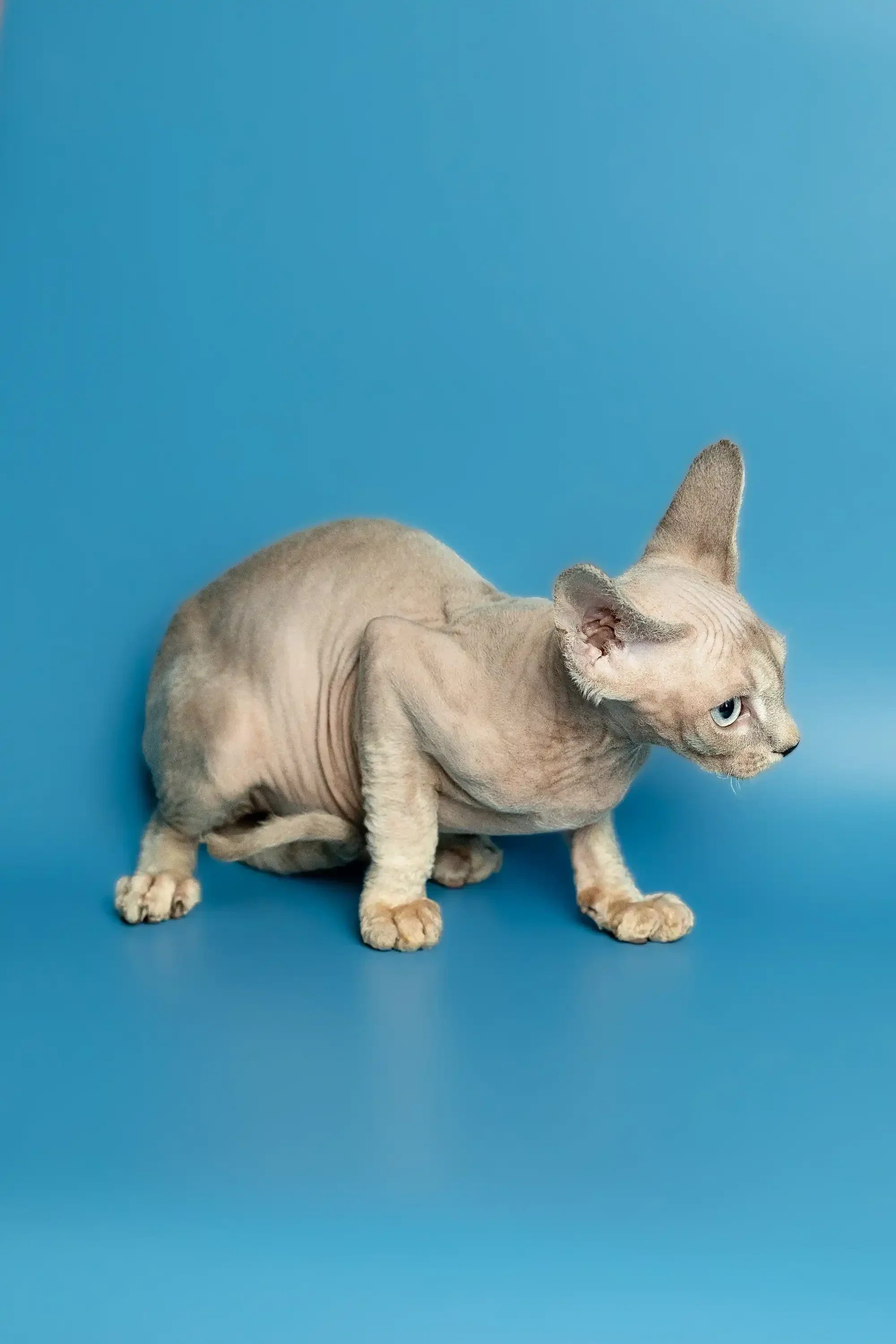 Roki | Devon Rex Kitten - Image 23