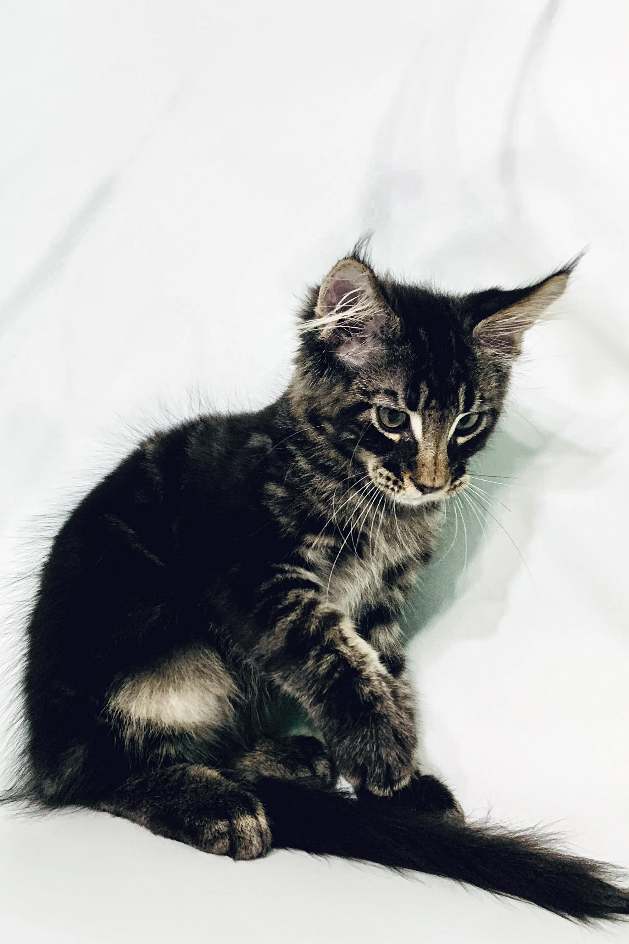 Rokki | Maine Coon Kitten - Image 3