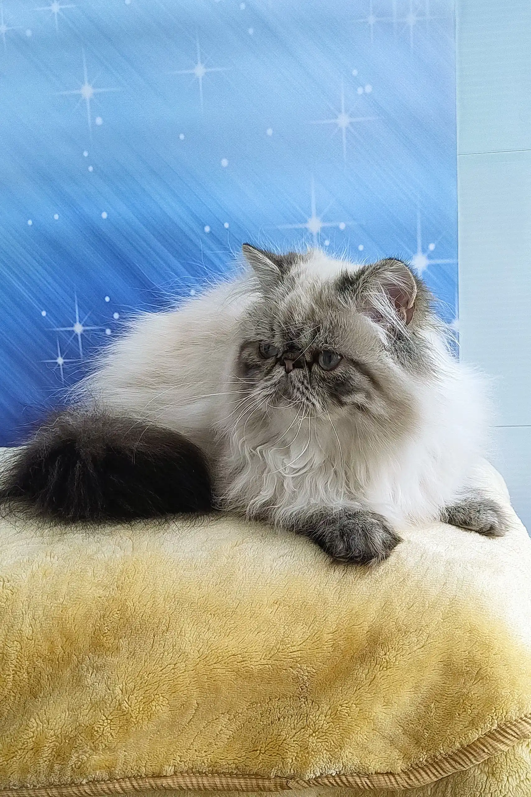 Rokki | Persian Kitten - Image 5