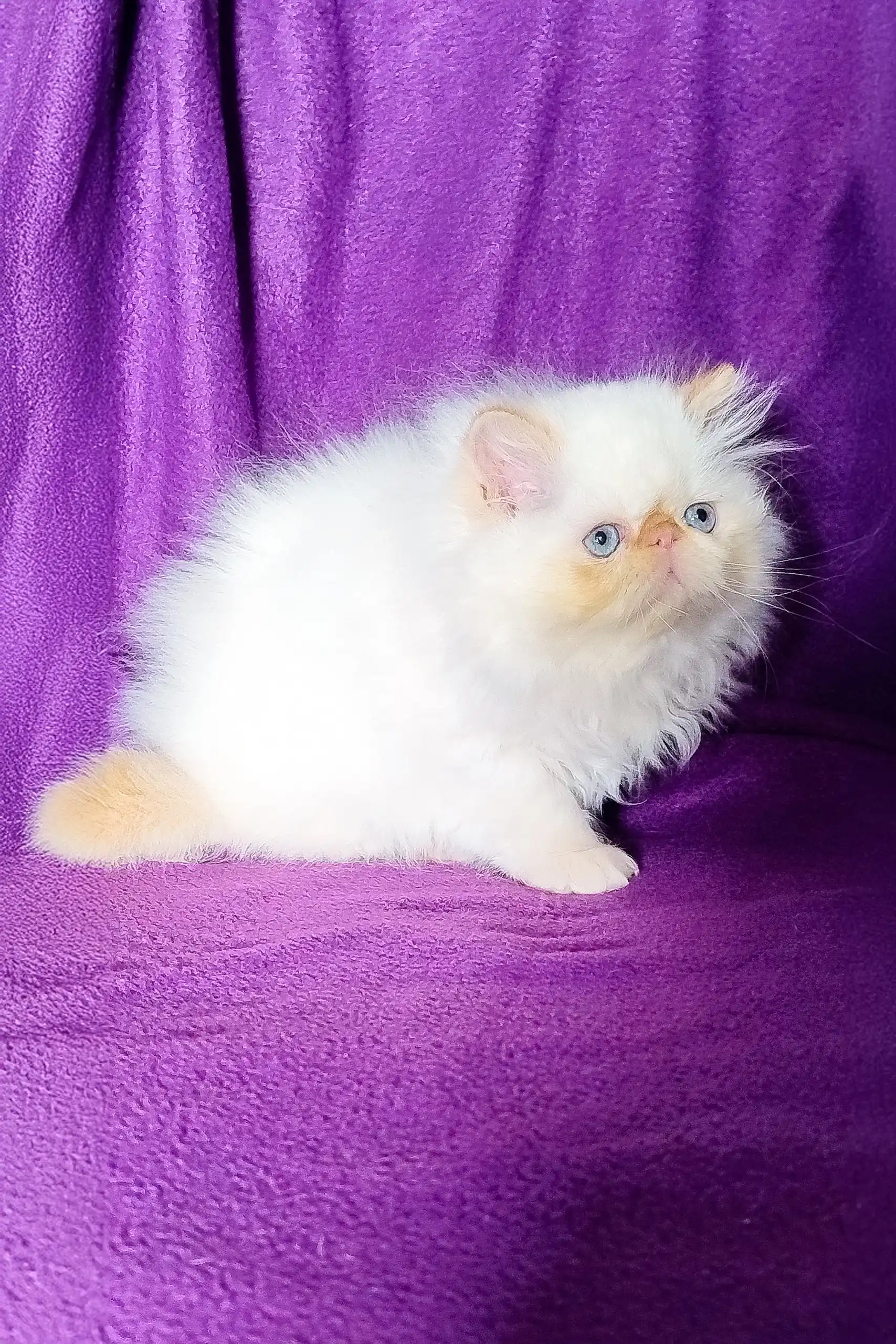 Ron | Persian Kitten - Image 3
